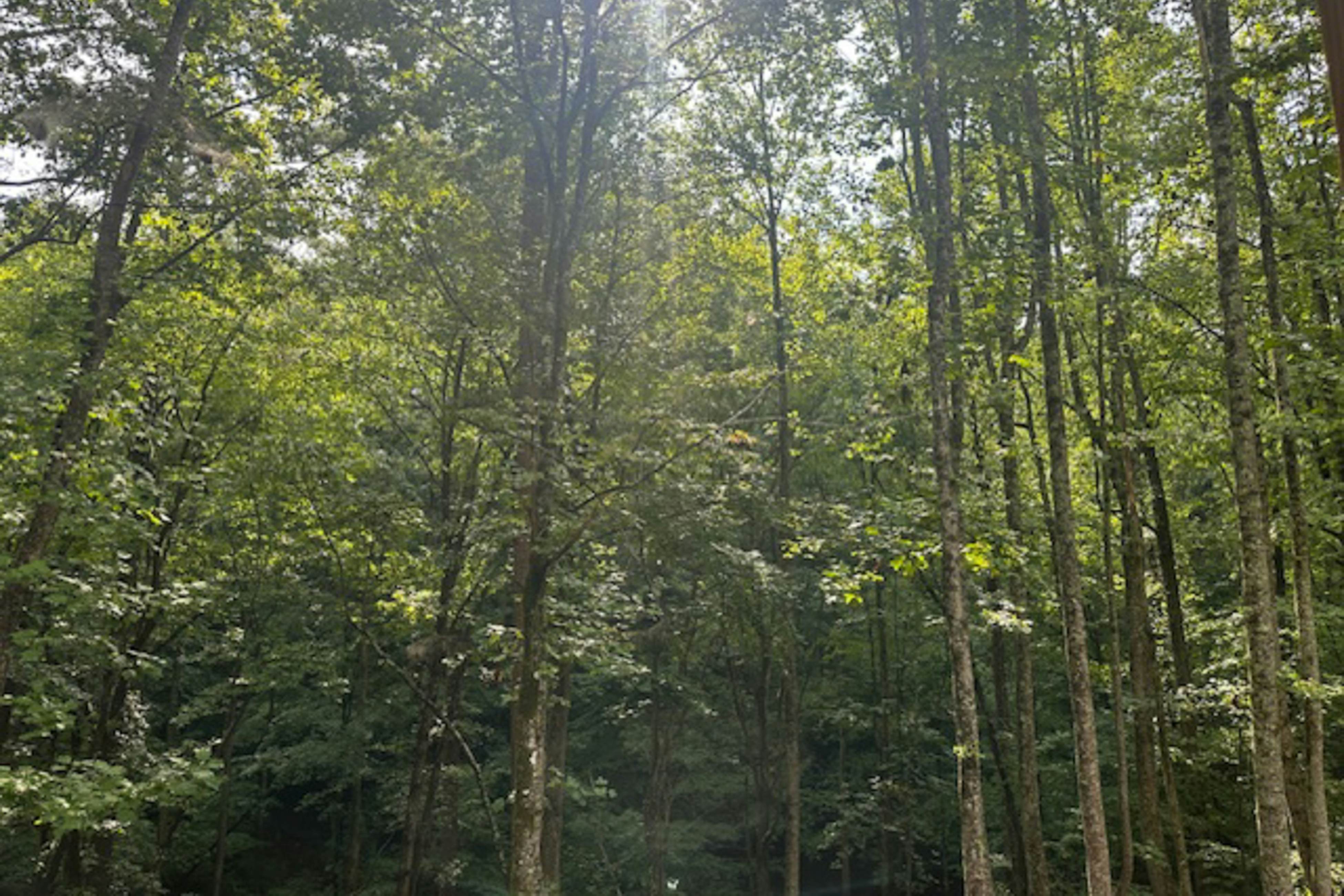 Rustic Elegance of Ellijay