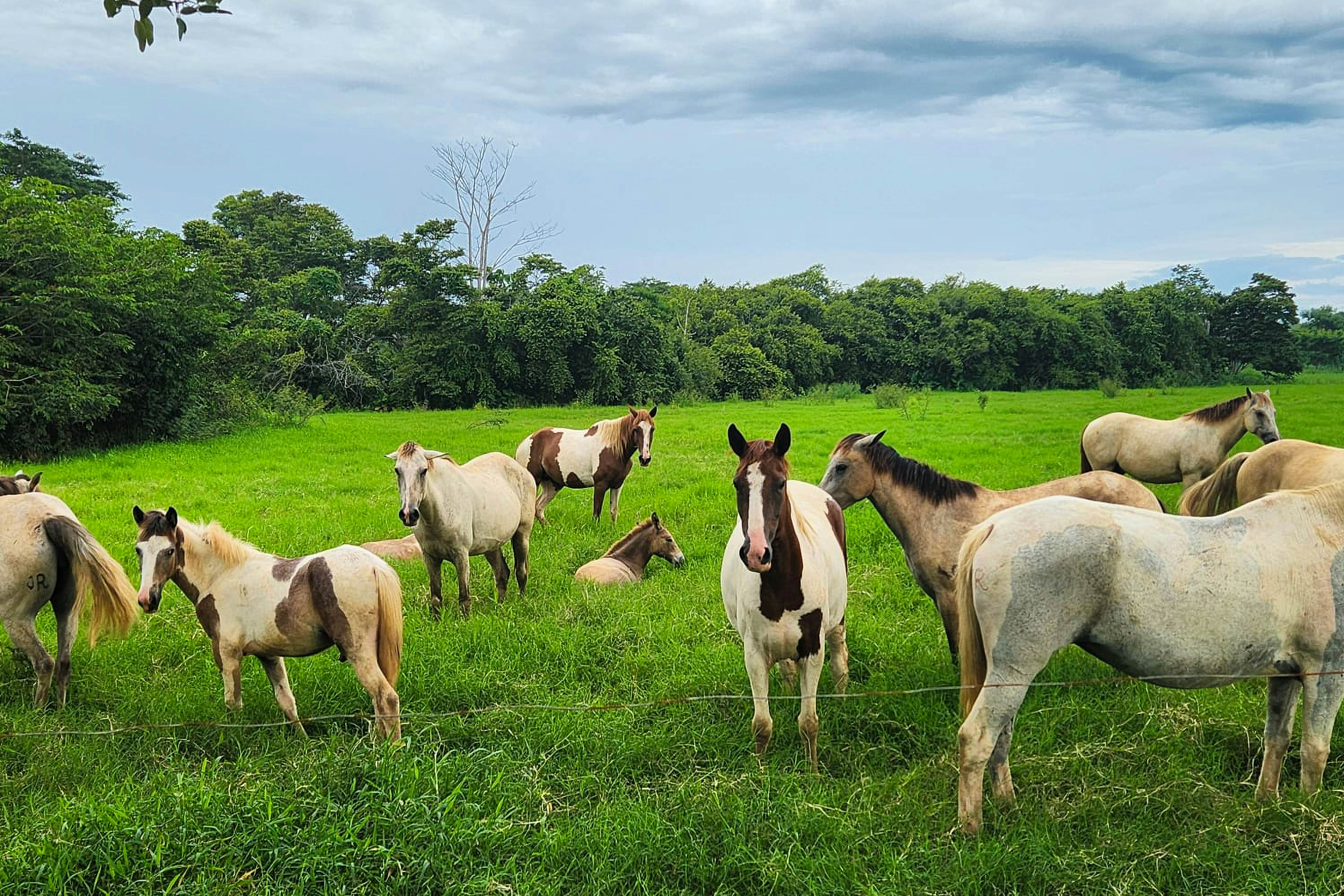 Nautilus B23 - Místico
