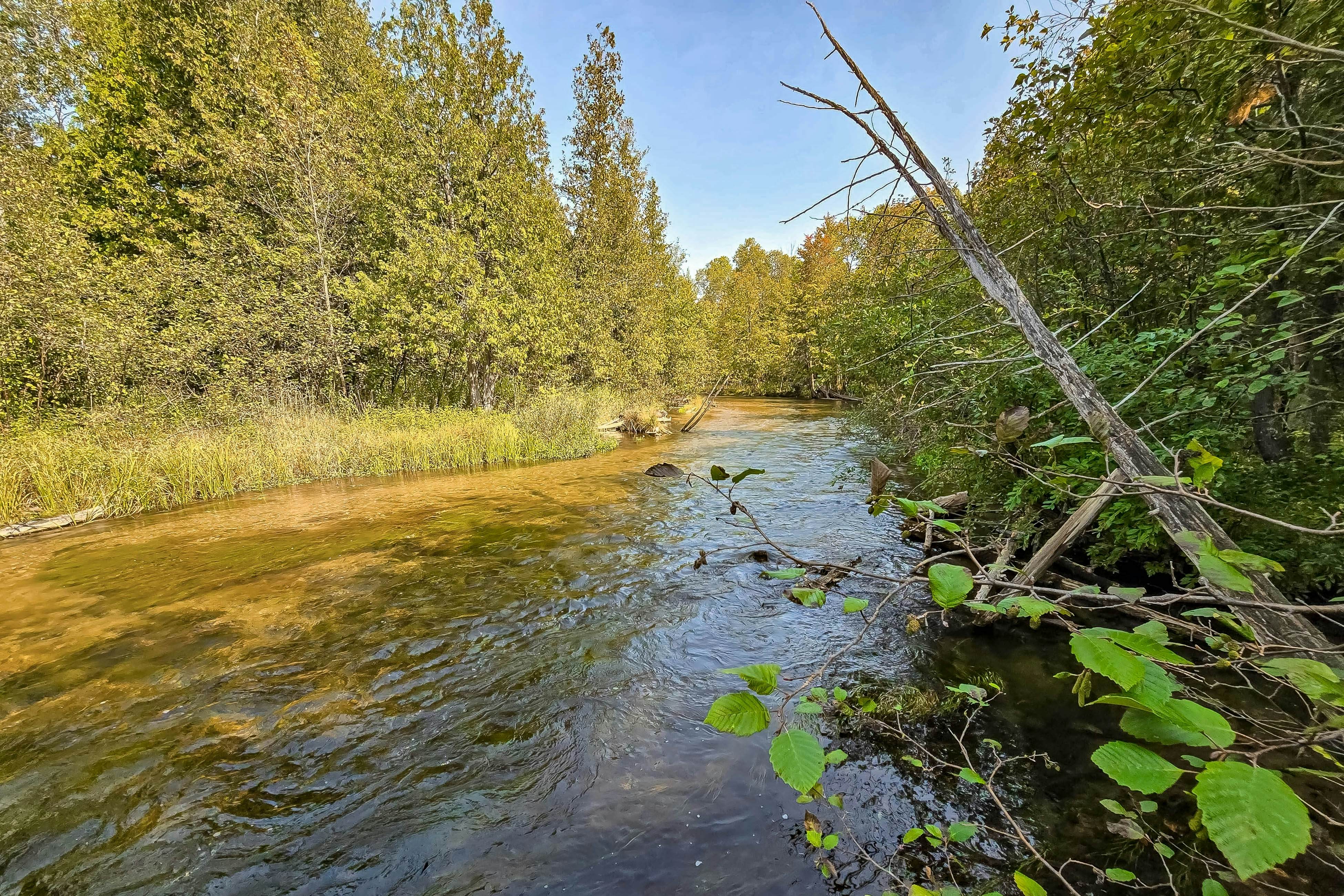 Trout Lily Cabin