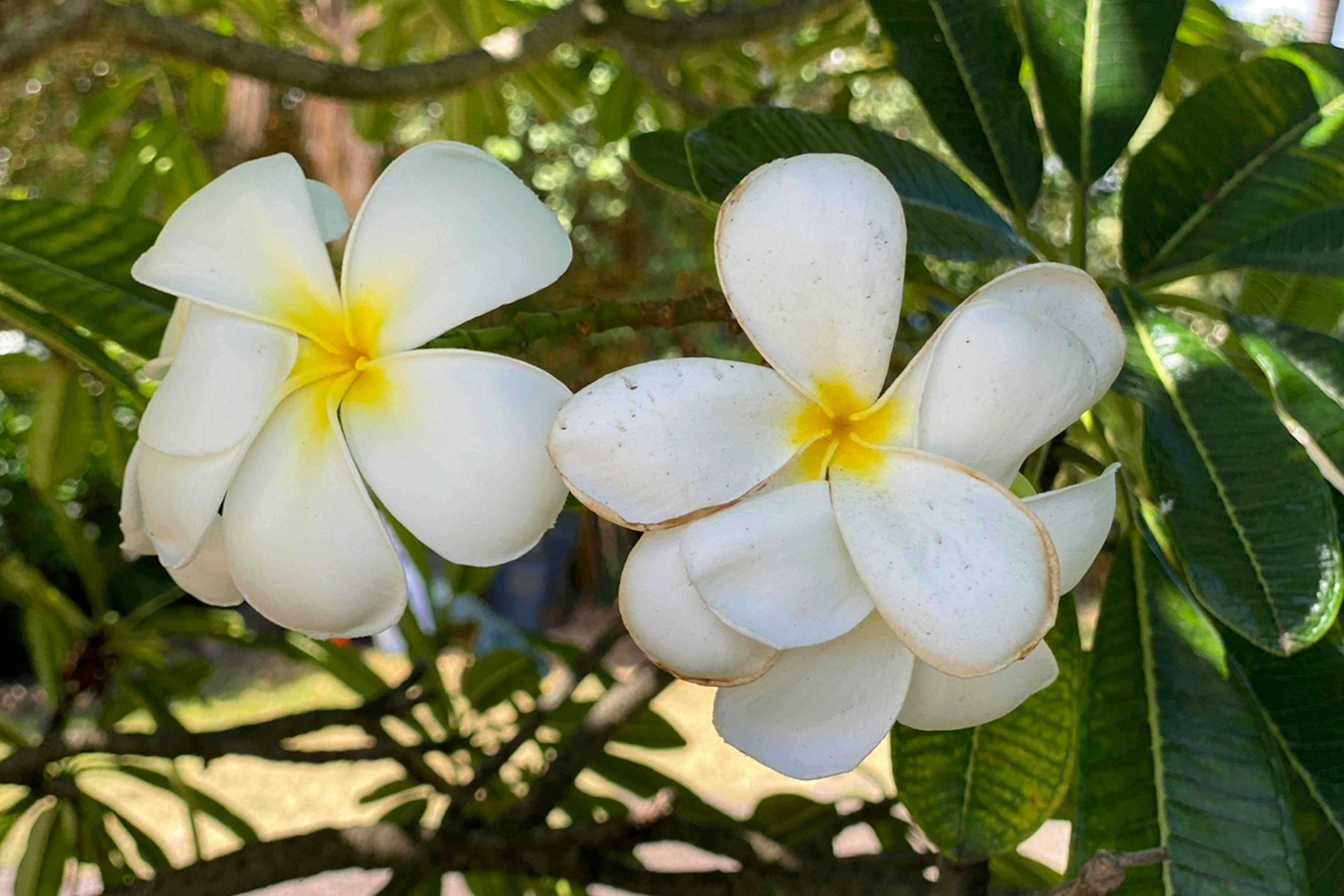 Islander on the Beach 164