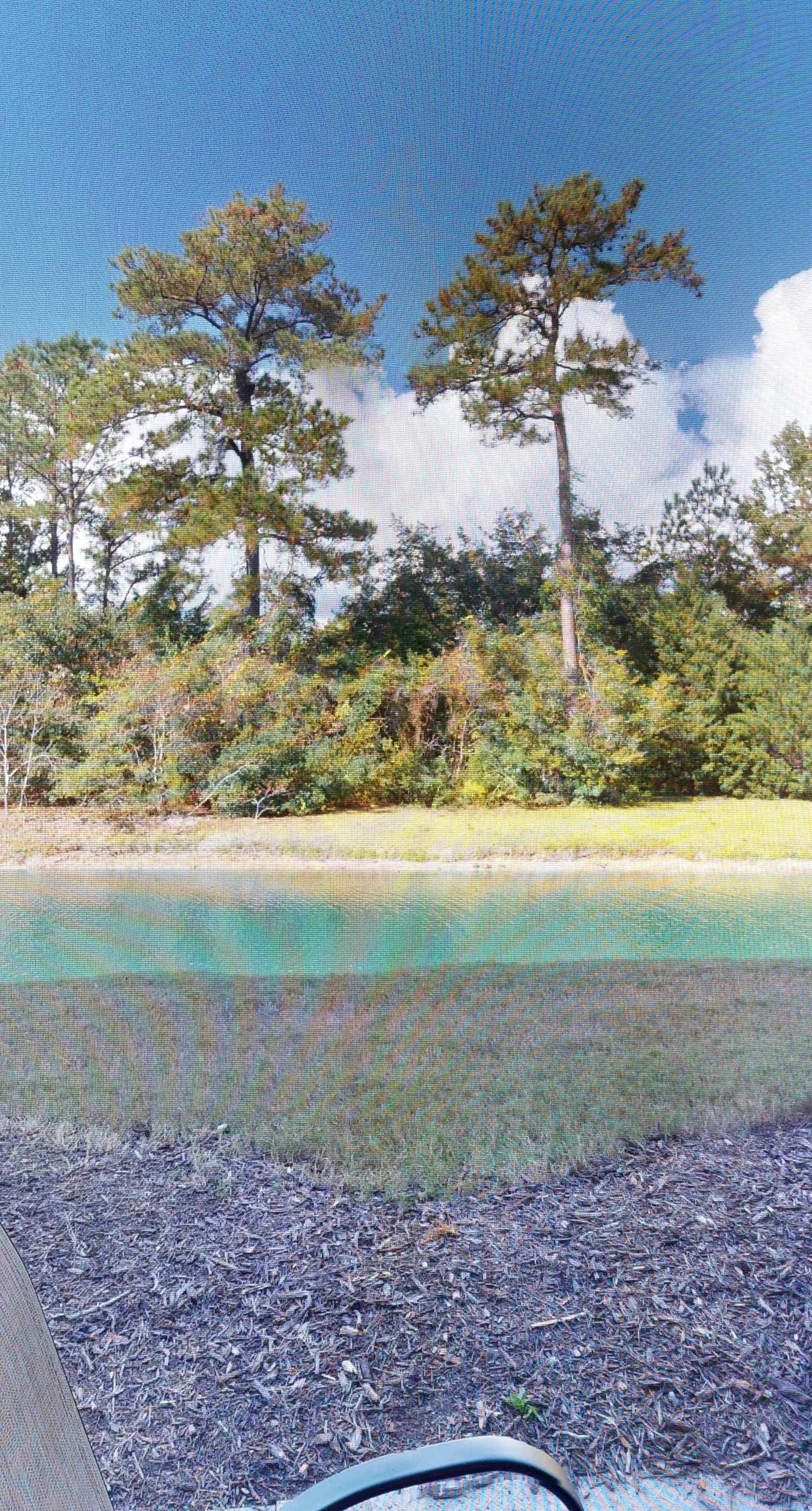 Ironwood - Turtle Beach