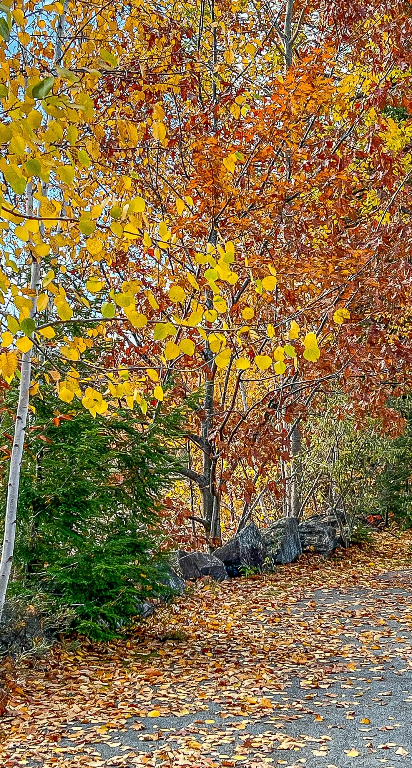 204 Studio at Rivergreen