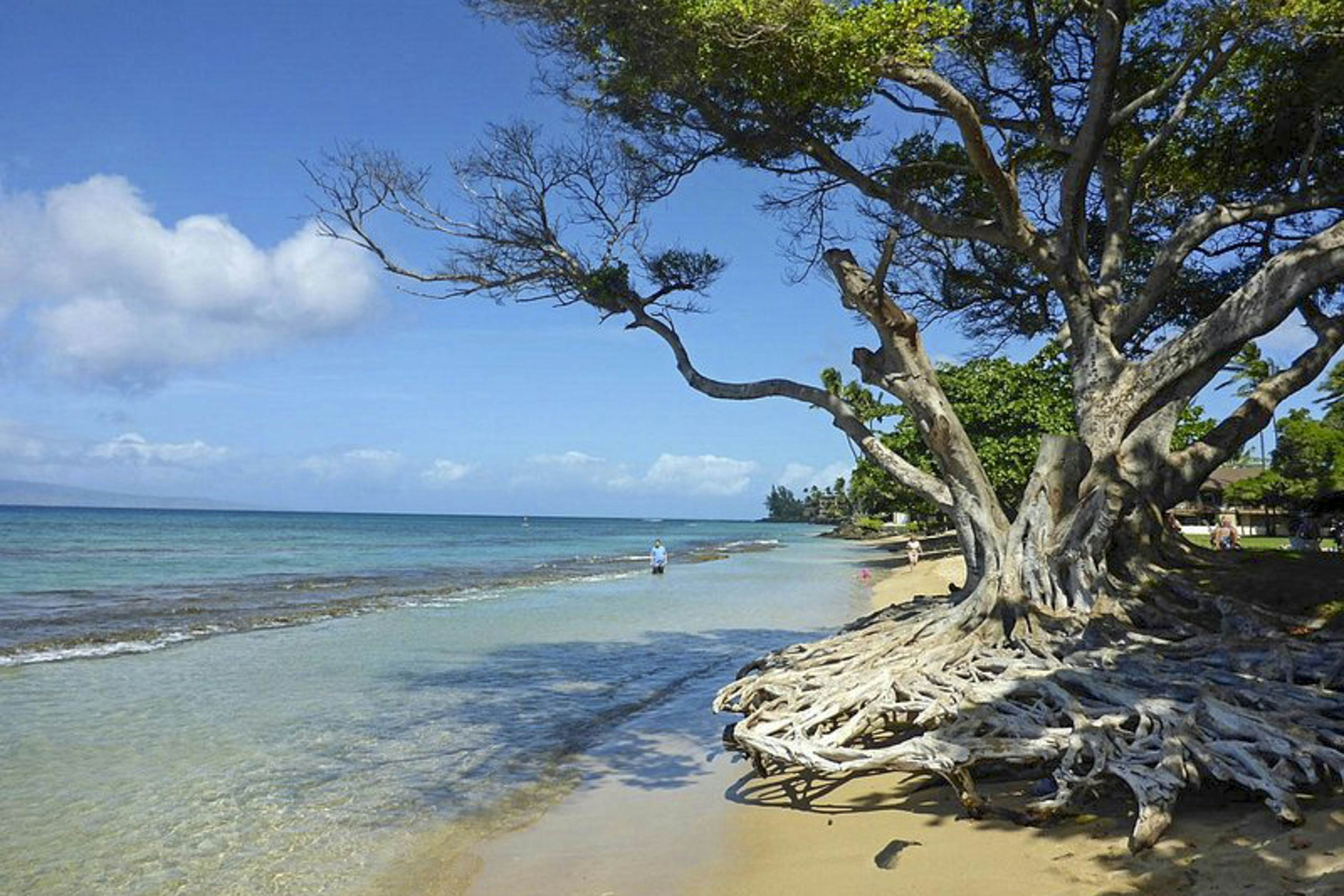 Polynesian Shores 118