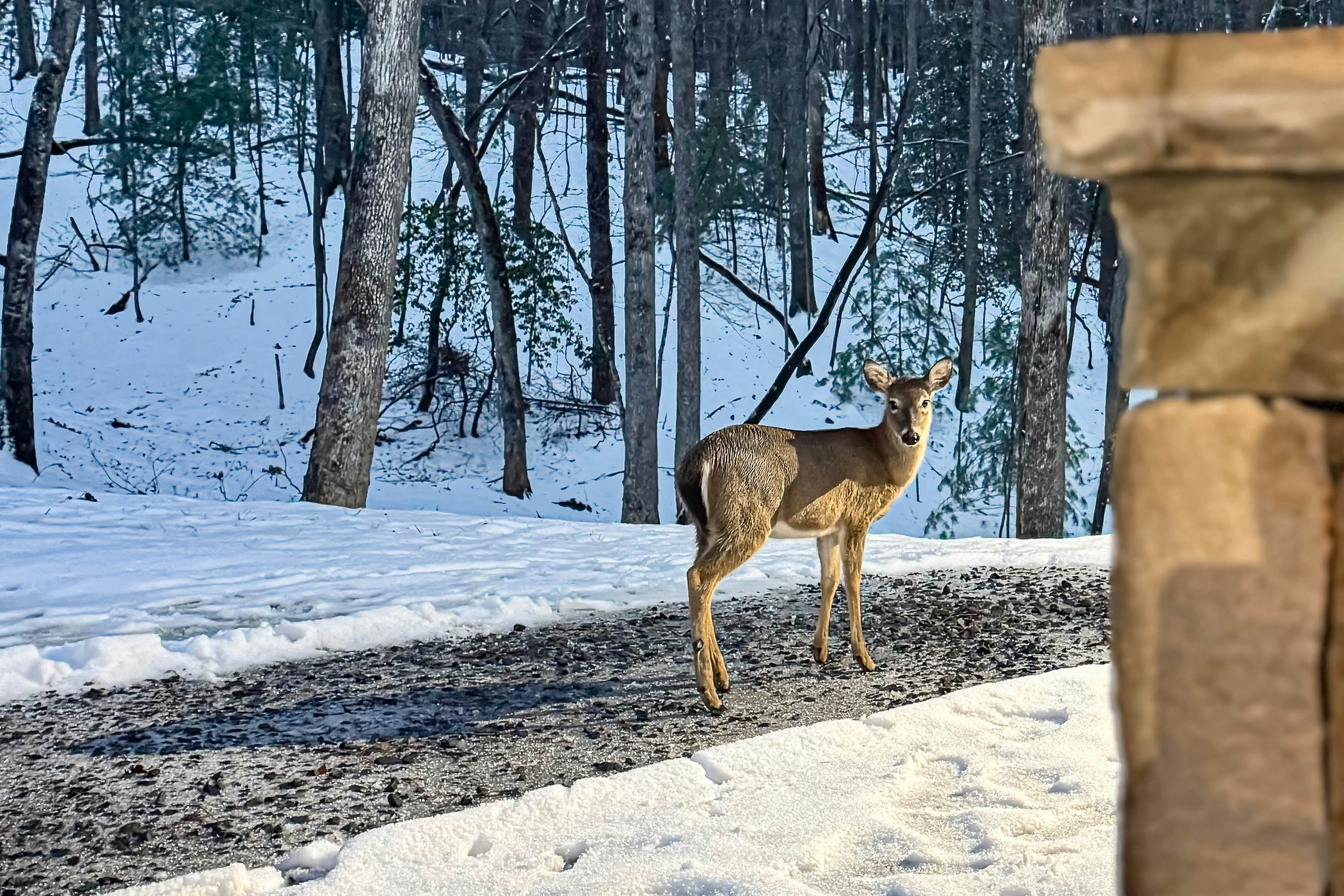 Rustic Elegance of Ellijay