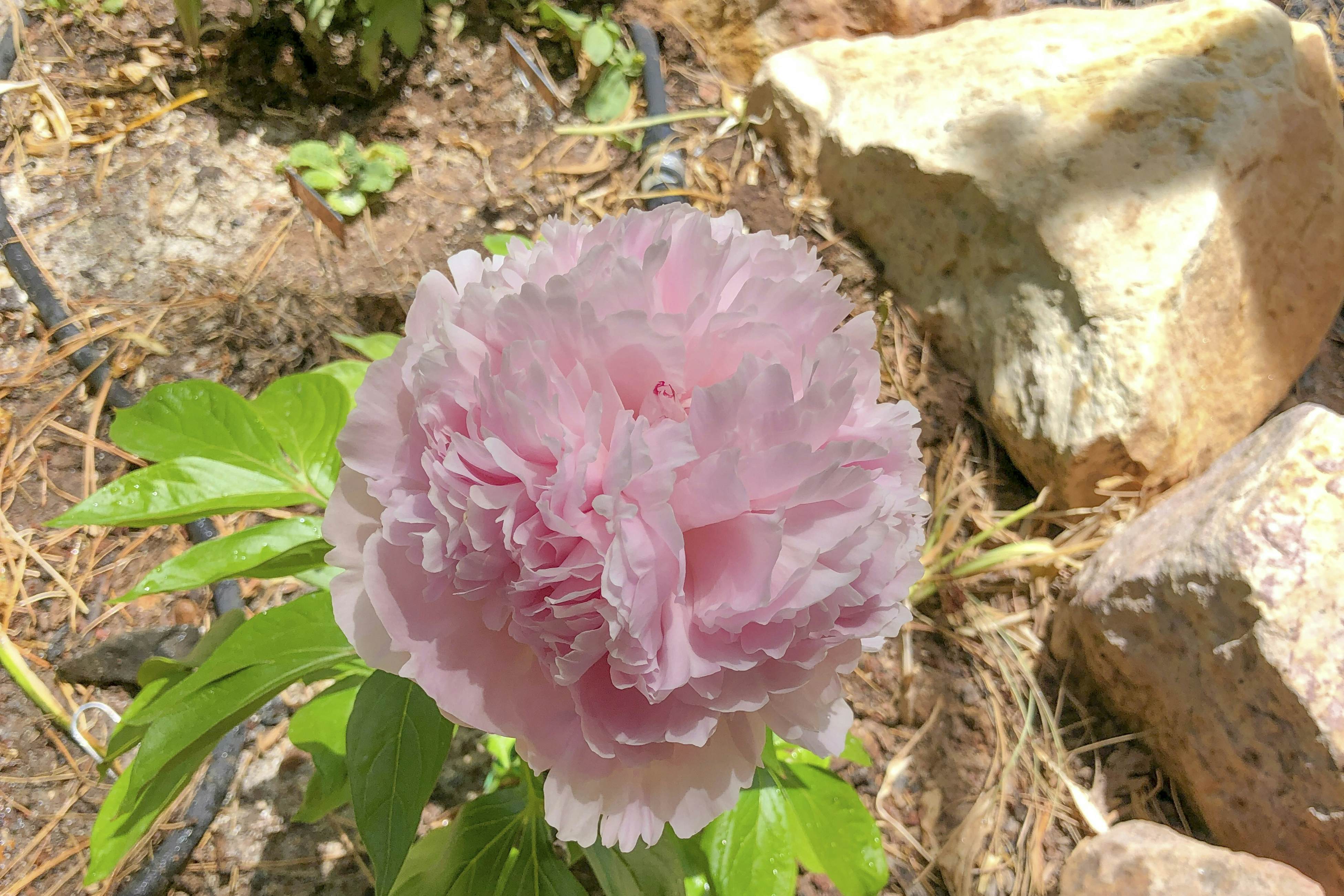 Tranquil Torreon Pines and Fairway Hideaway