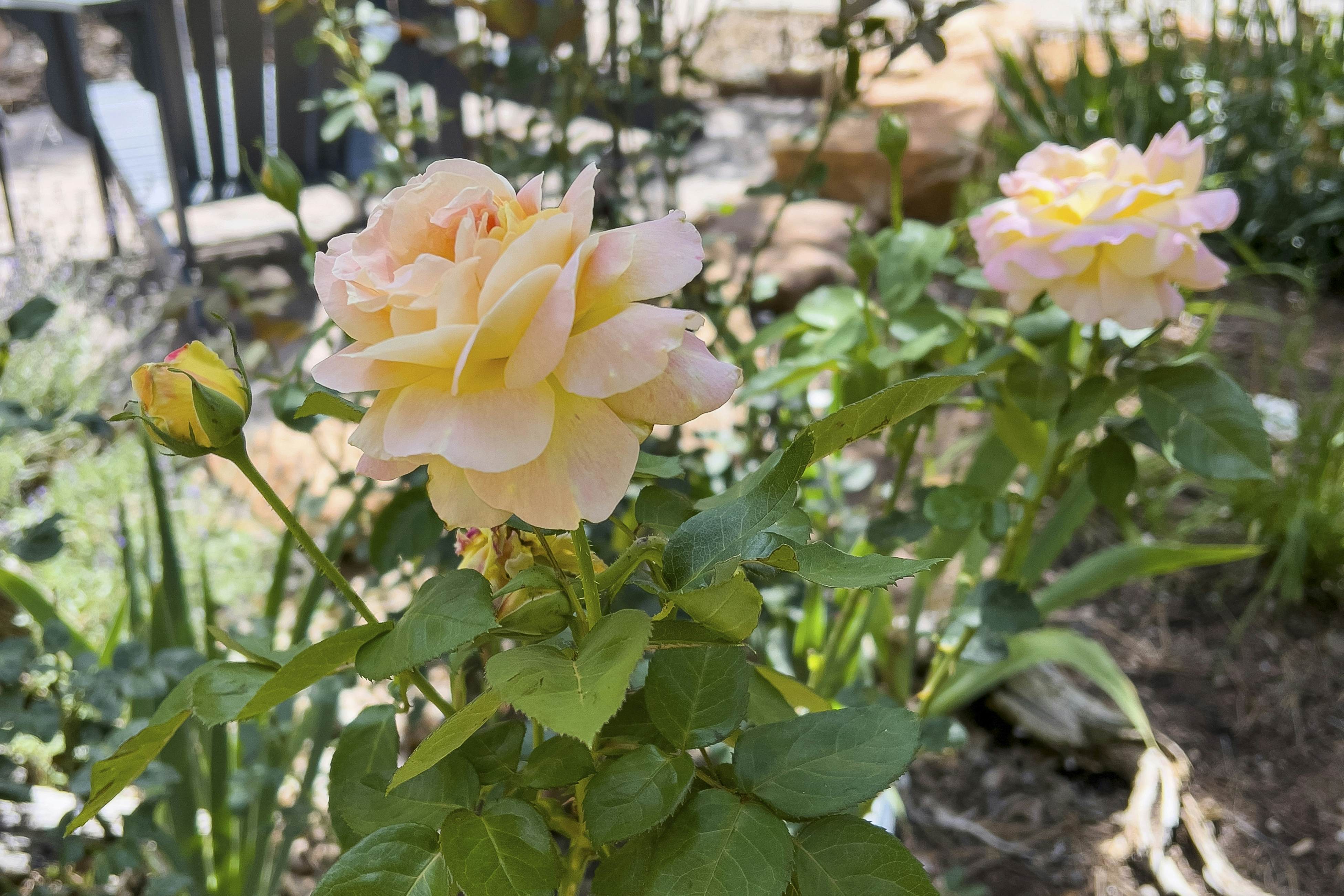 Tranquil Torreon Pines and Fairway Hideaway