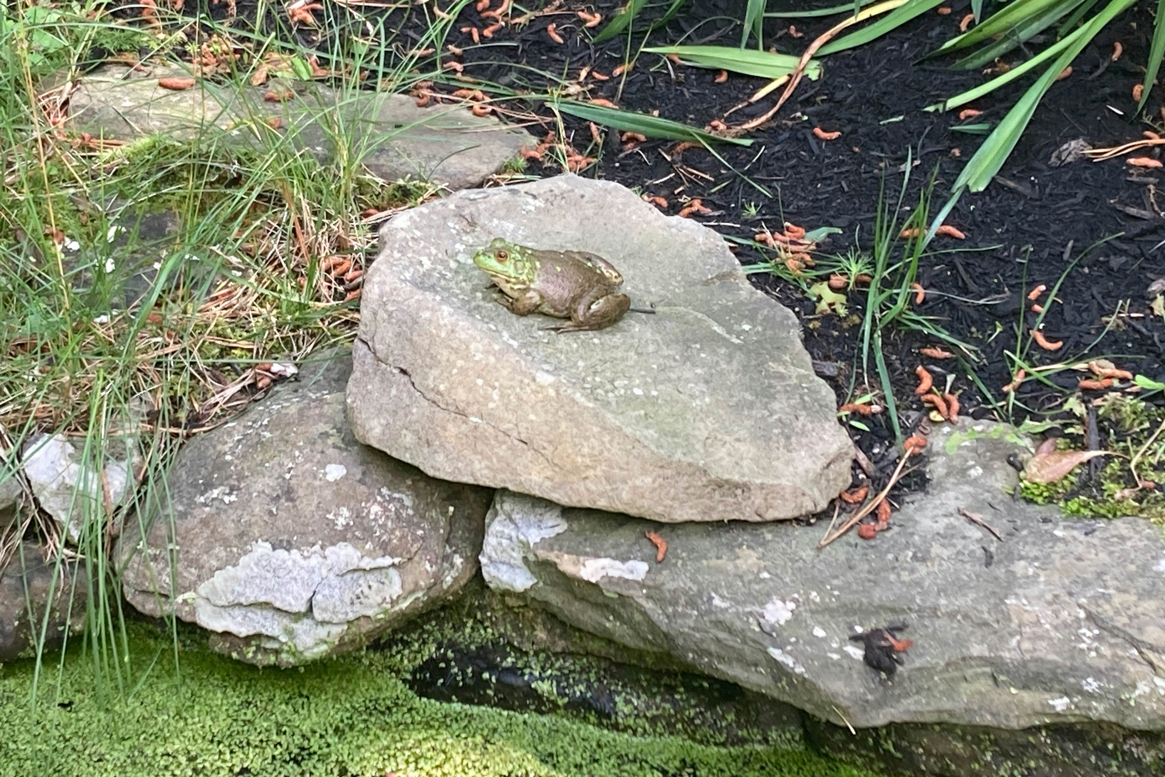 Sheep Pond Bow House