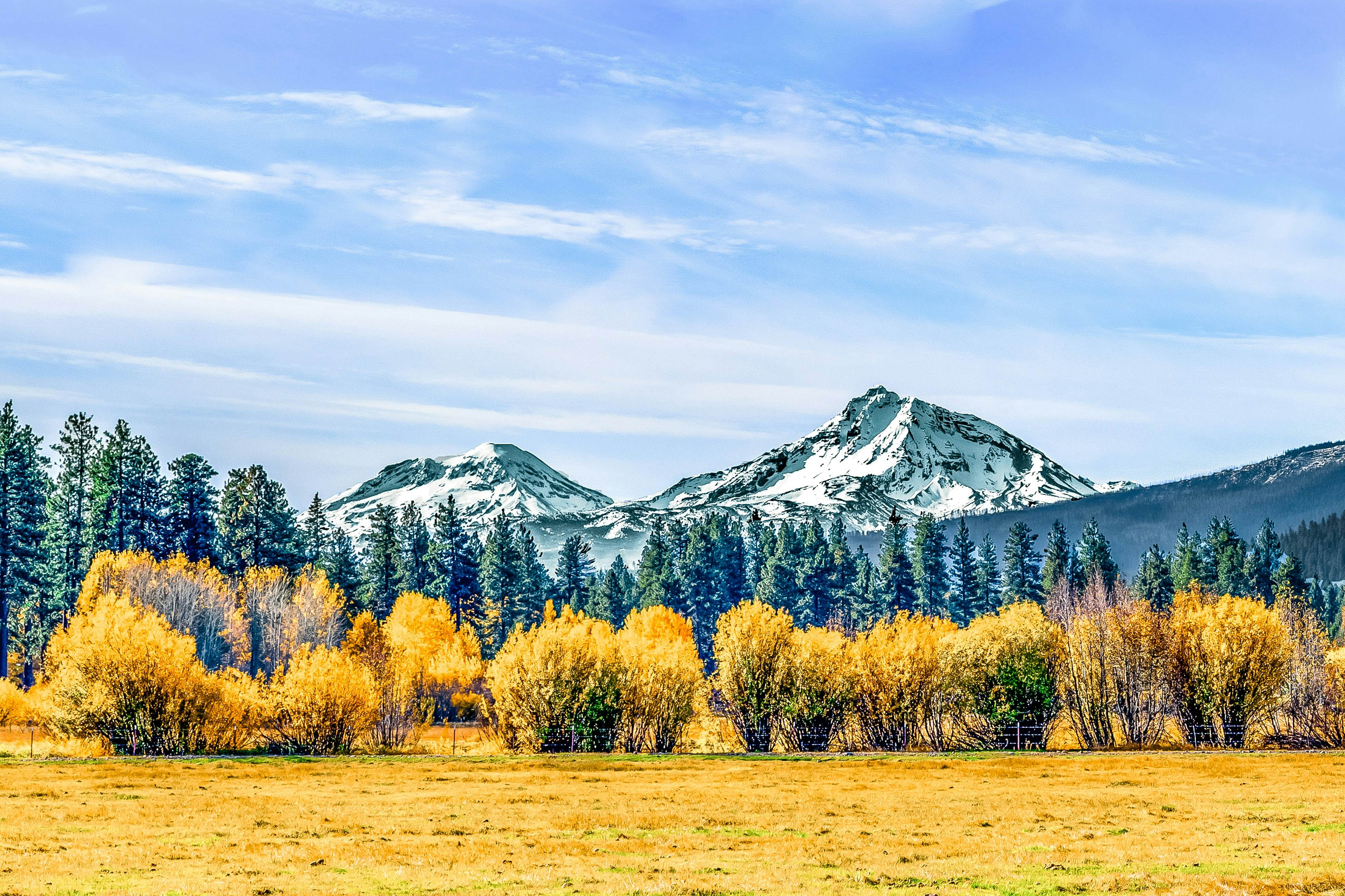 Forest Escape - GM 428