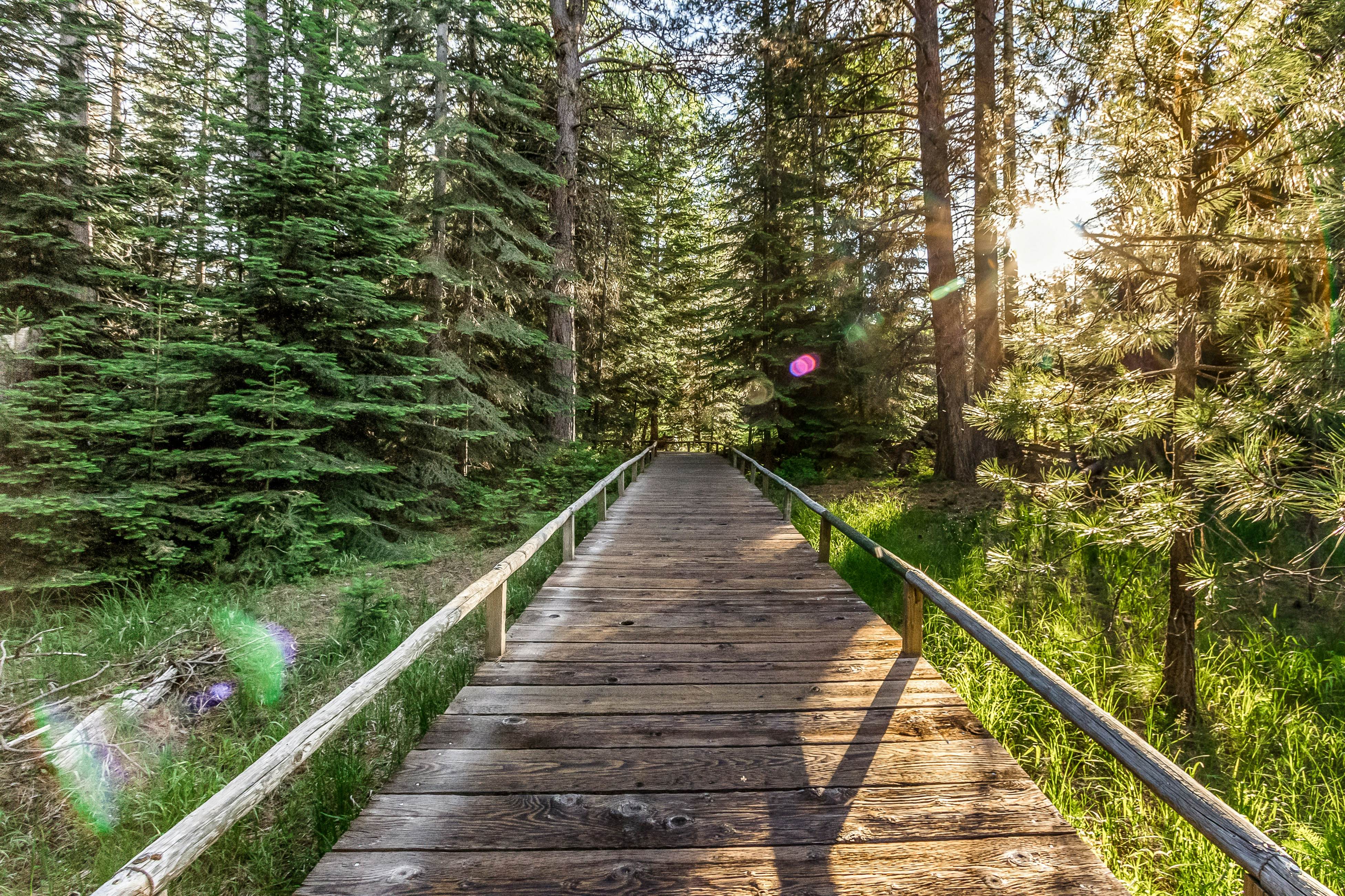 Forest Escape - GM 428