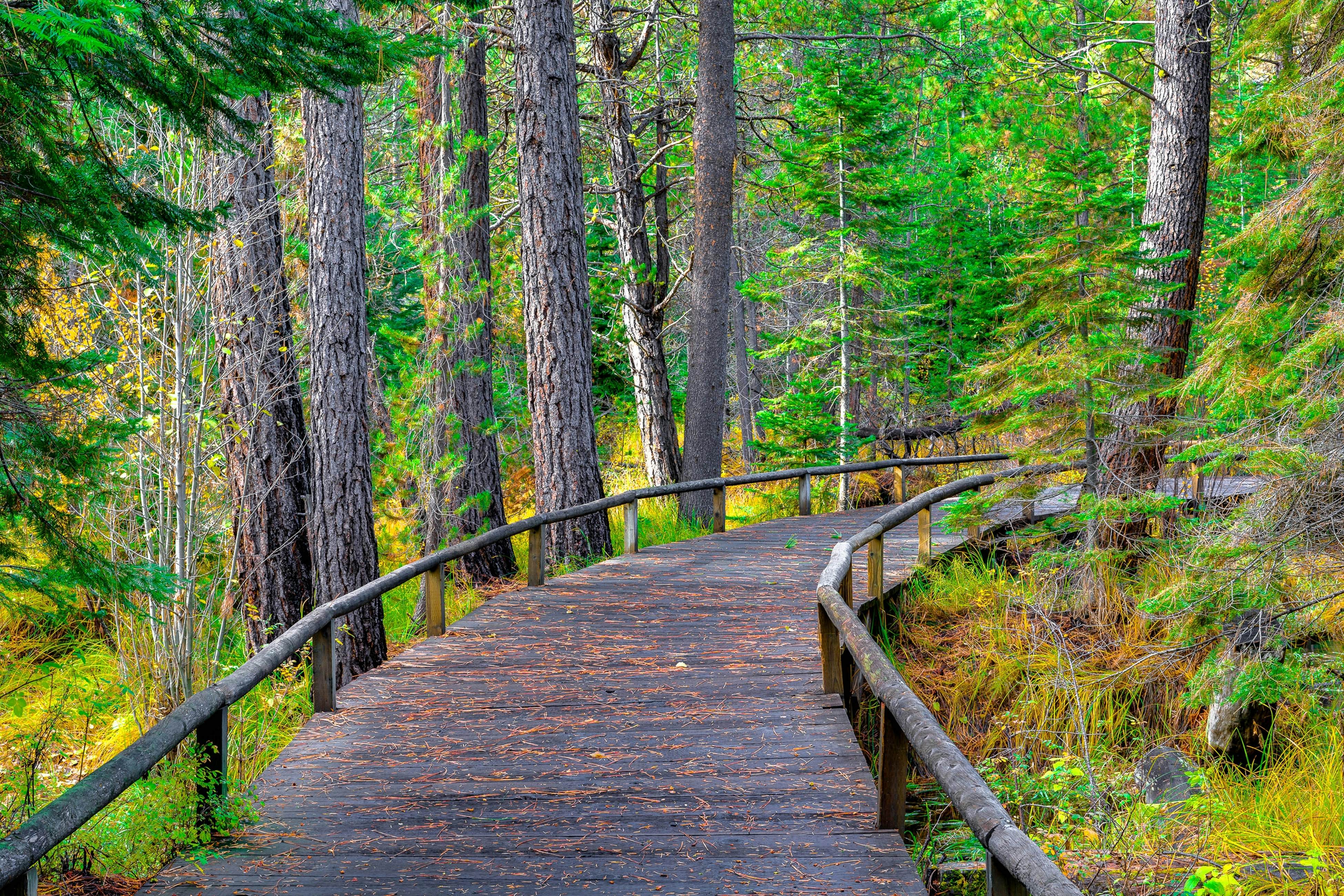 Forest Escape - GM 428