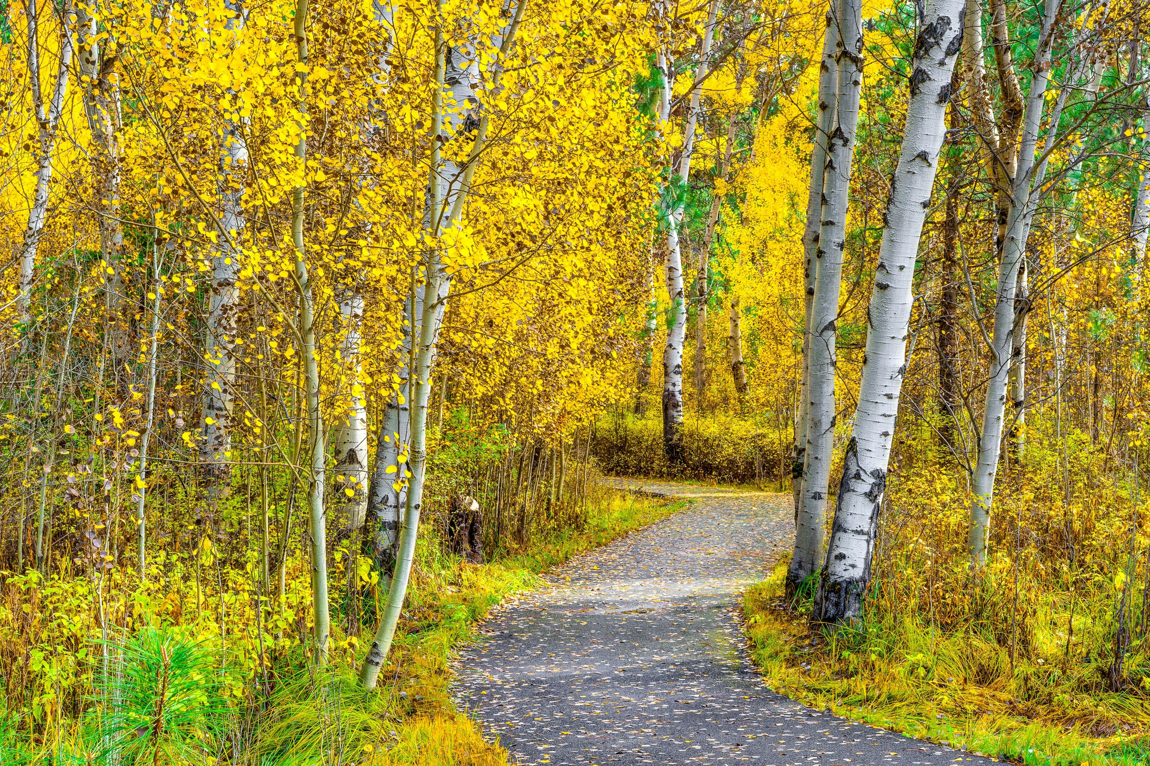 Forest Escape - GM 428