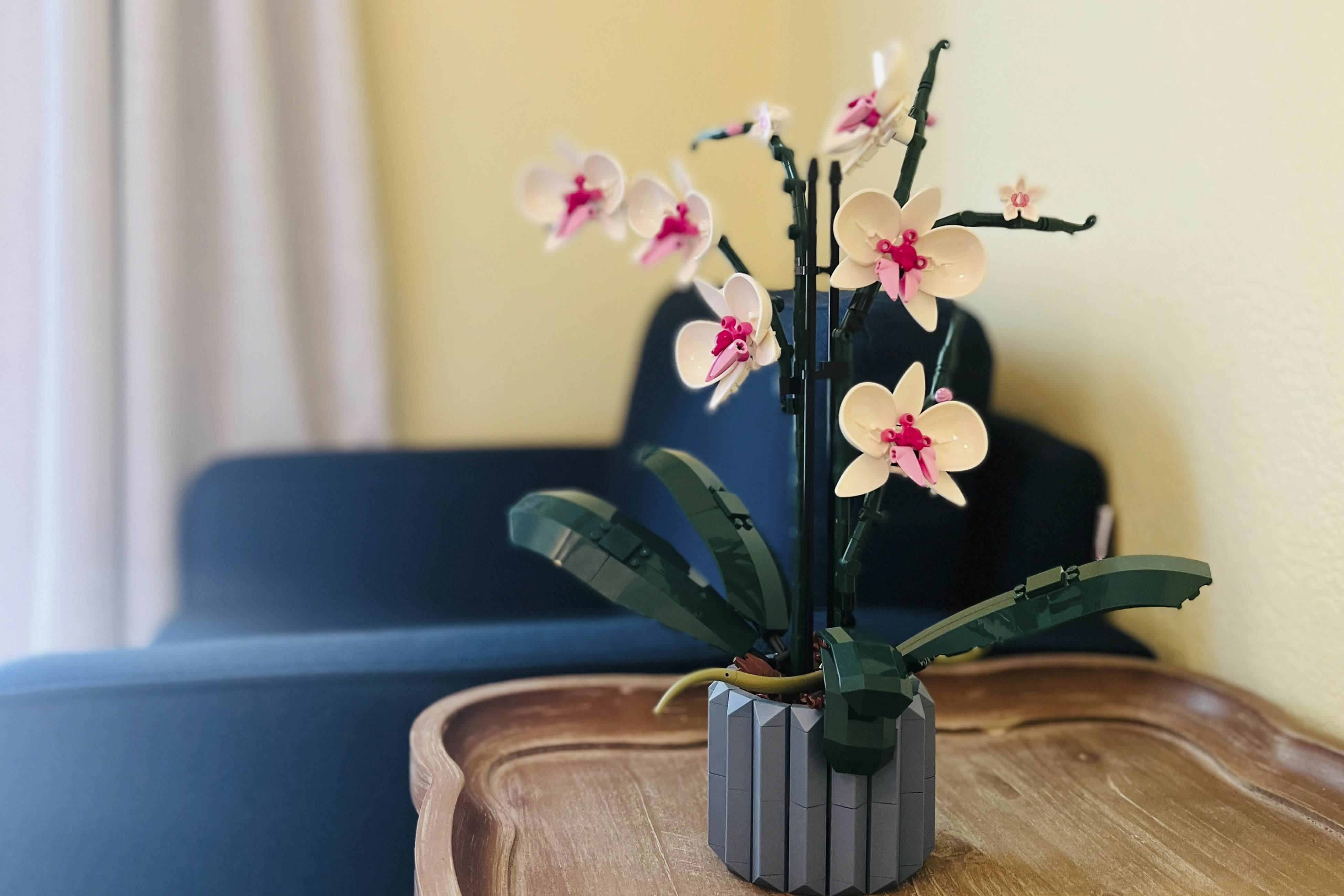 South Mountain Saguaro Siesta
