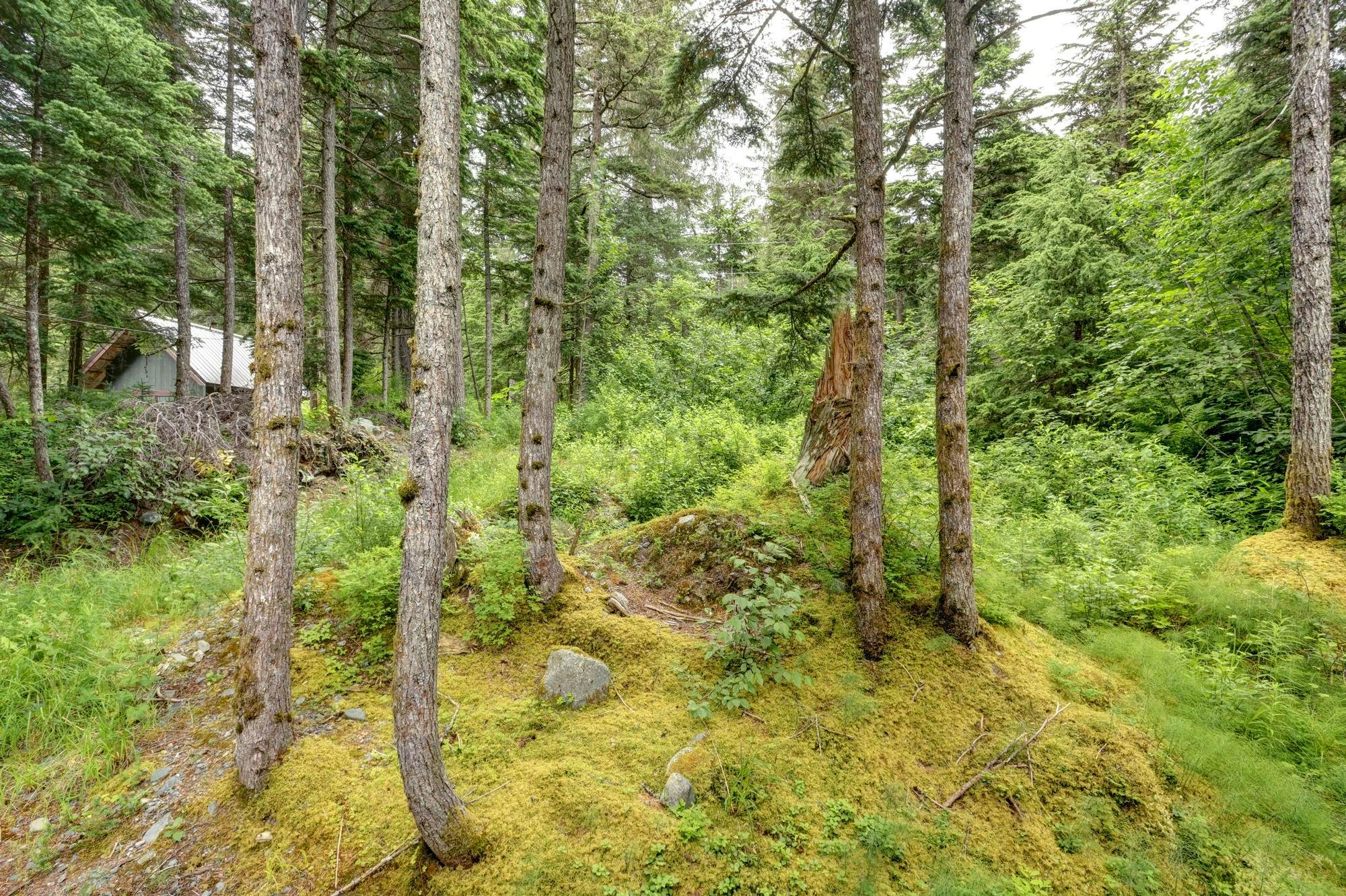 The Aurora at Timberline