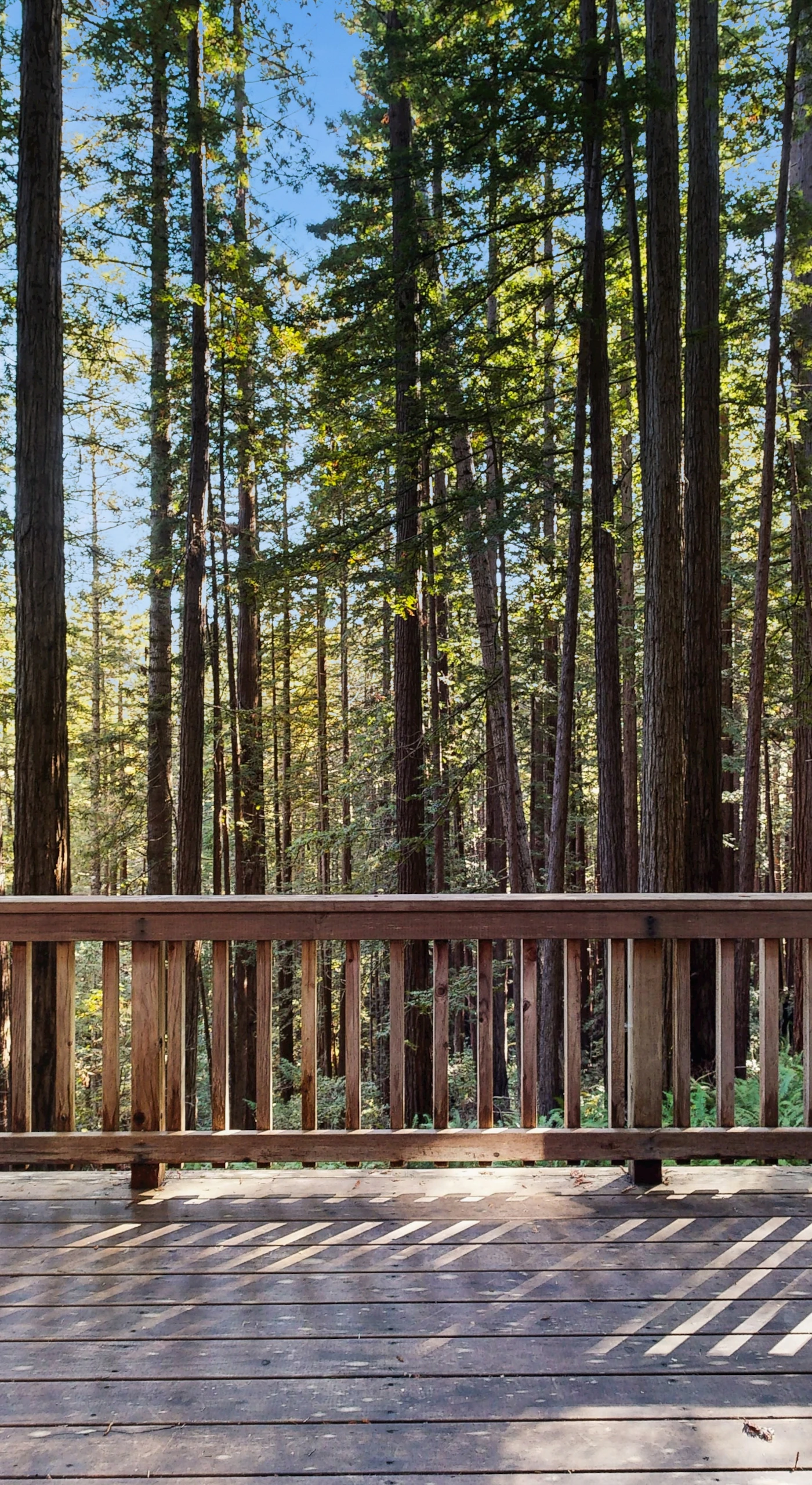 Picture yourself grilling on the deck, surrounded by the towering redwoods, as you savor the tranquility of nature.