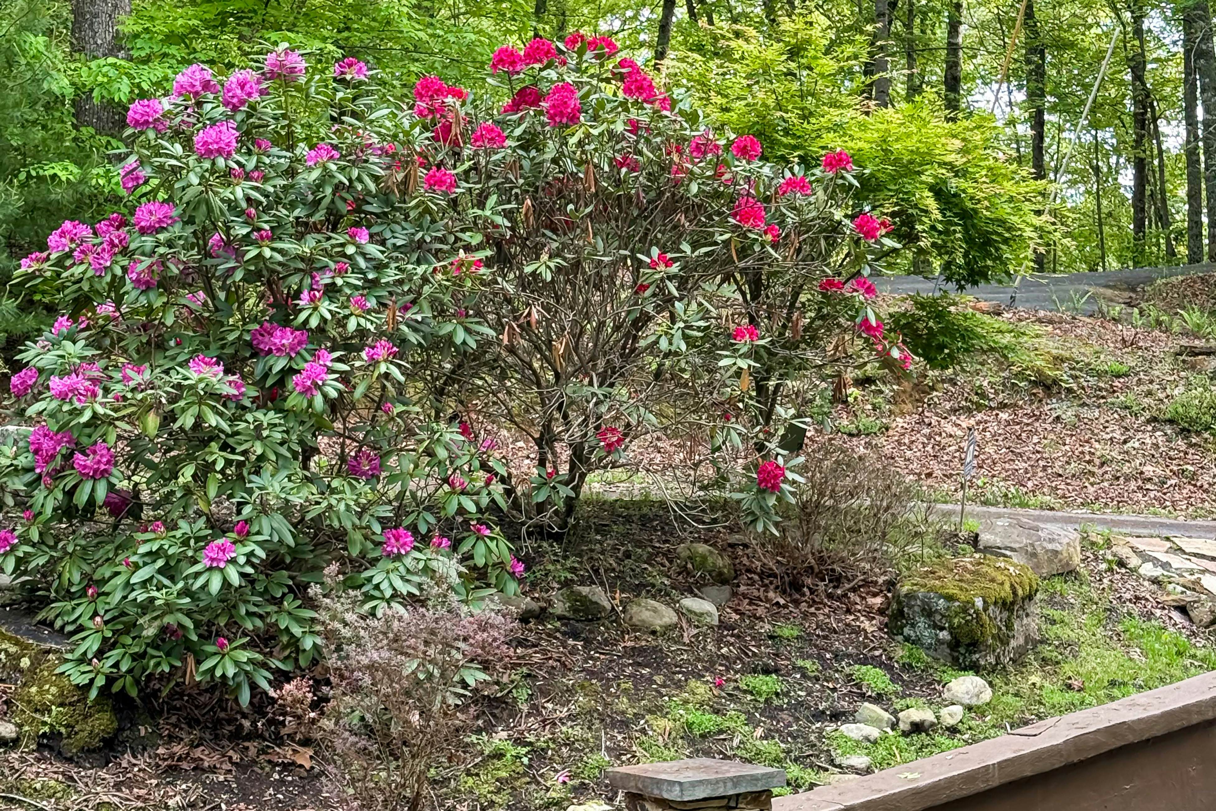 Oasis In the Mountains