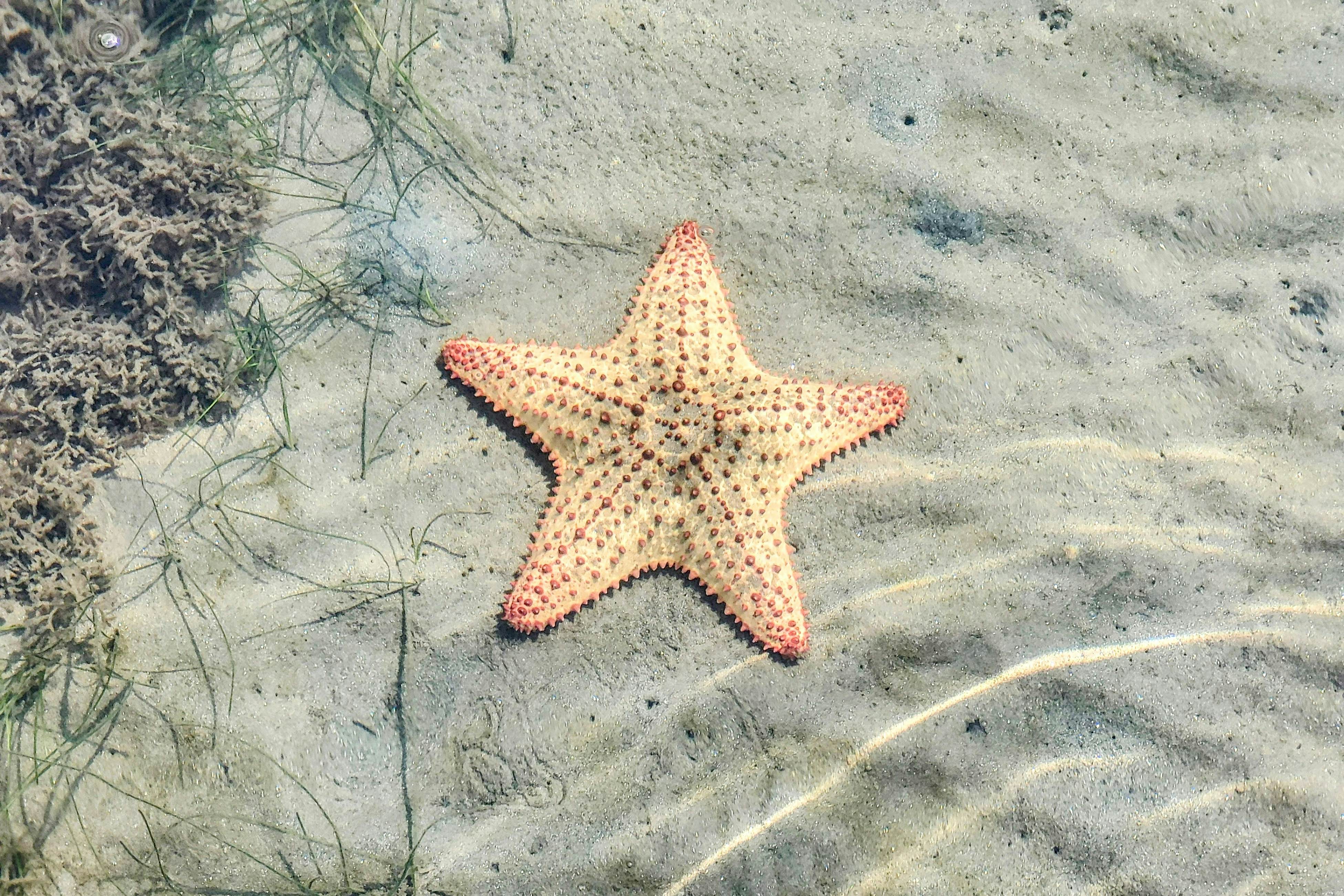 Poseidon House at Casa Edie -Gold Standard Certified