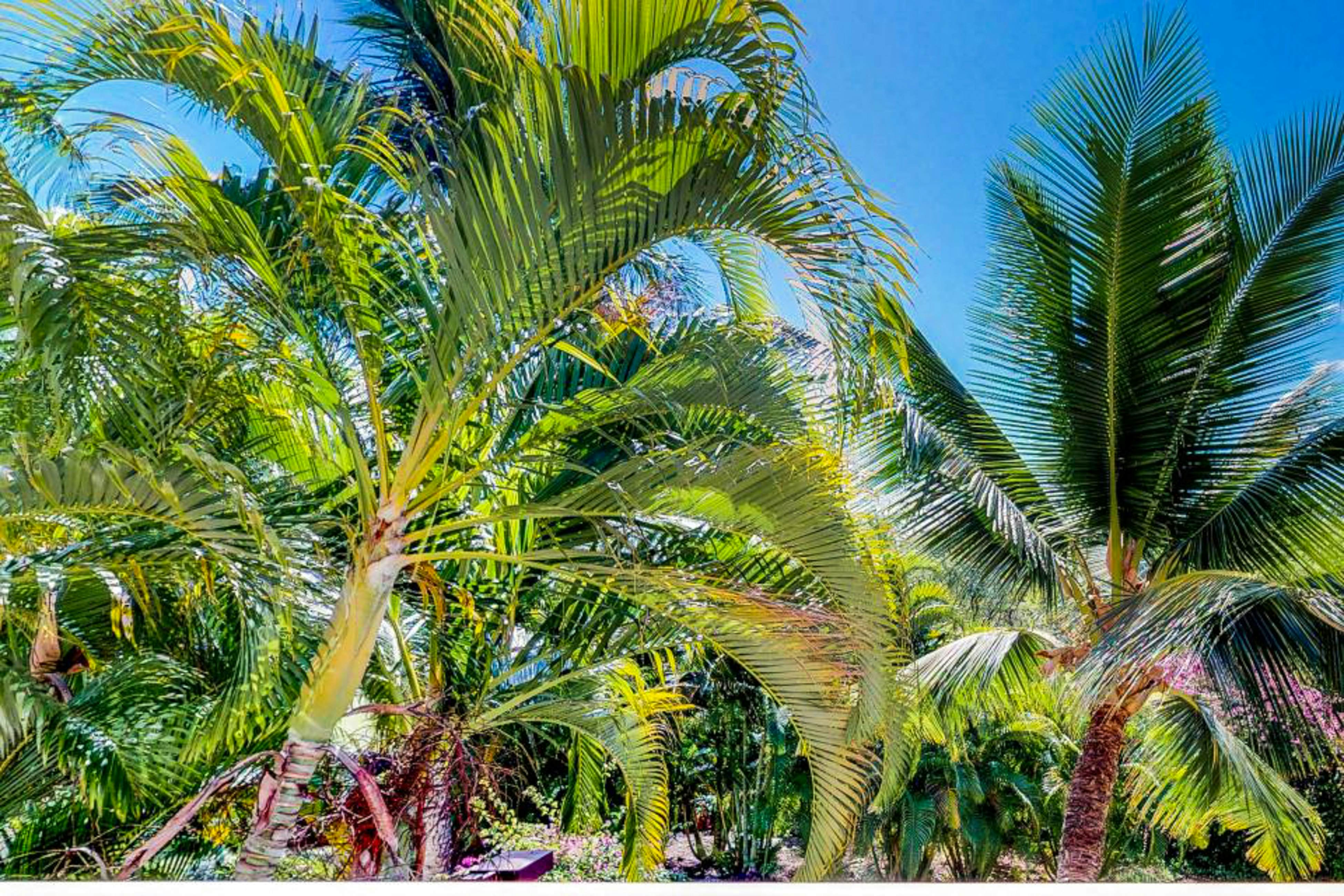 Maui Banyan Q203B [Condo]