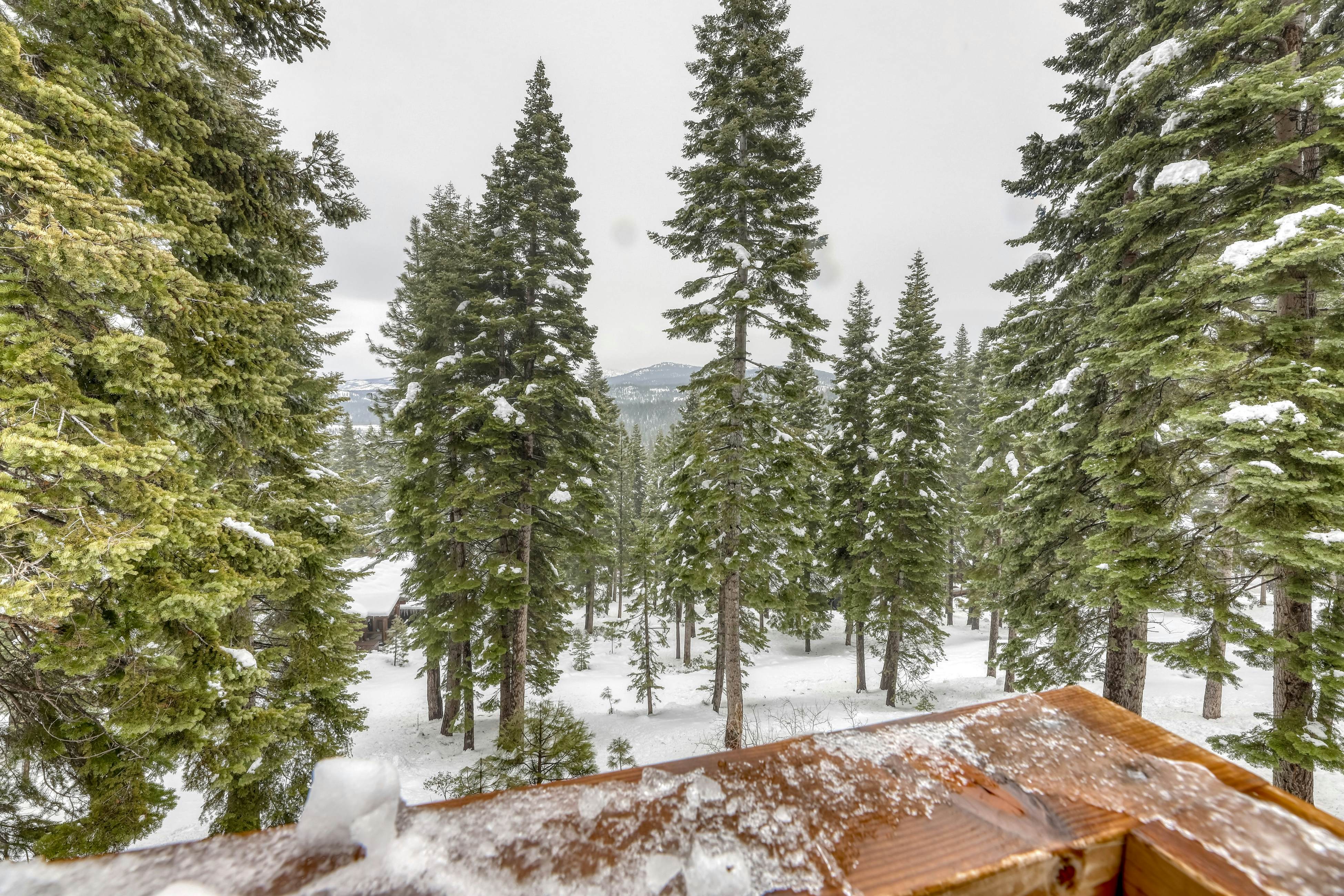 Silverfox at Northstar