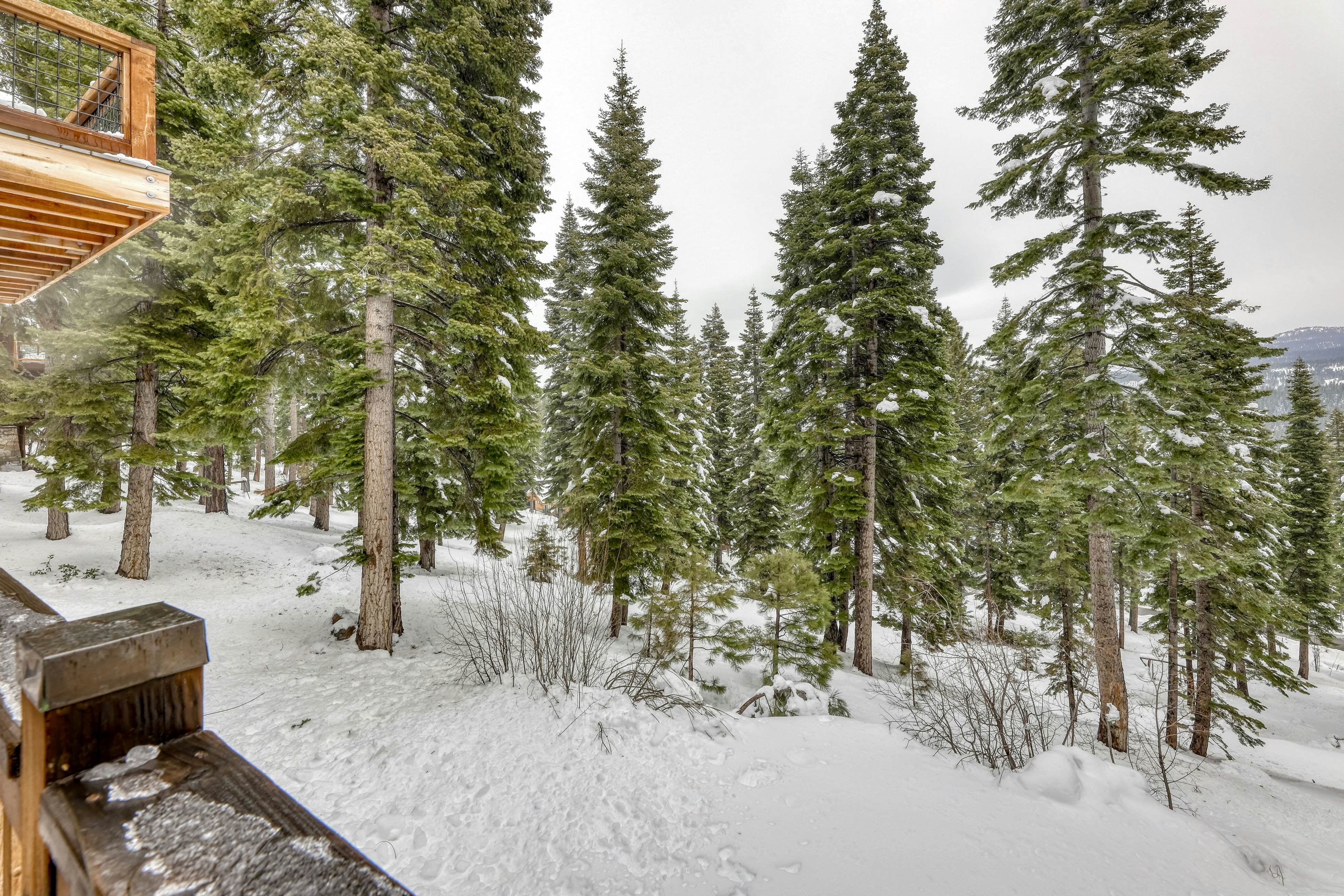 Silverfox at Northstar