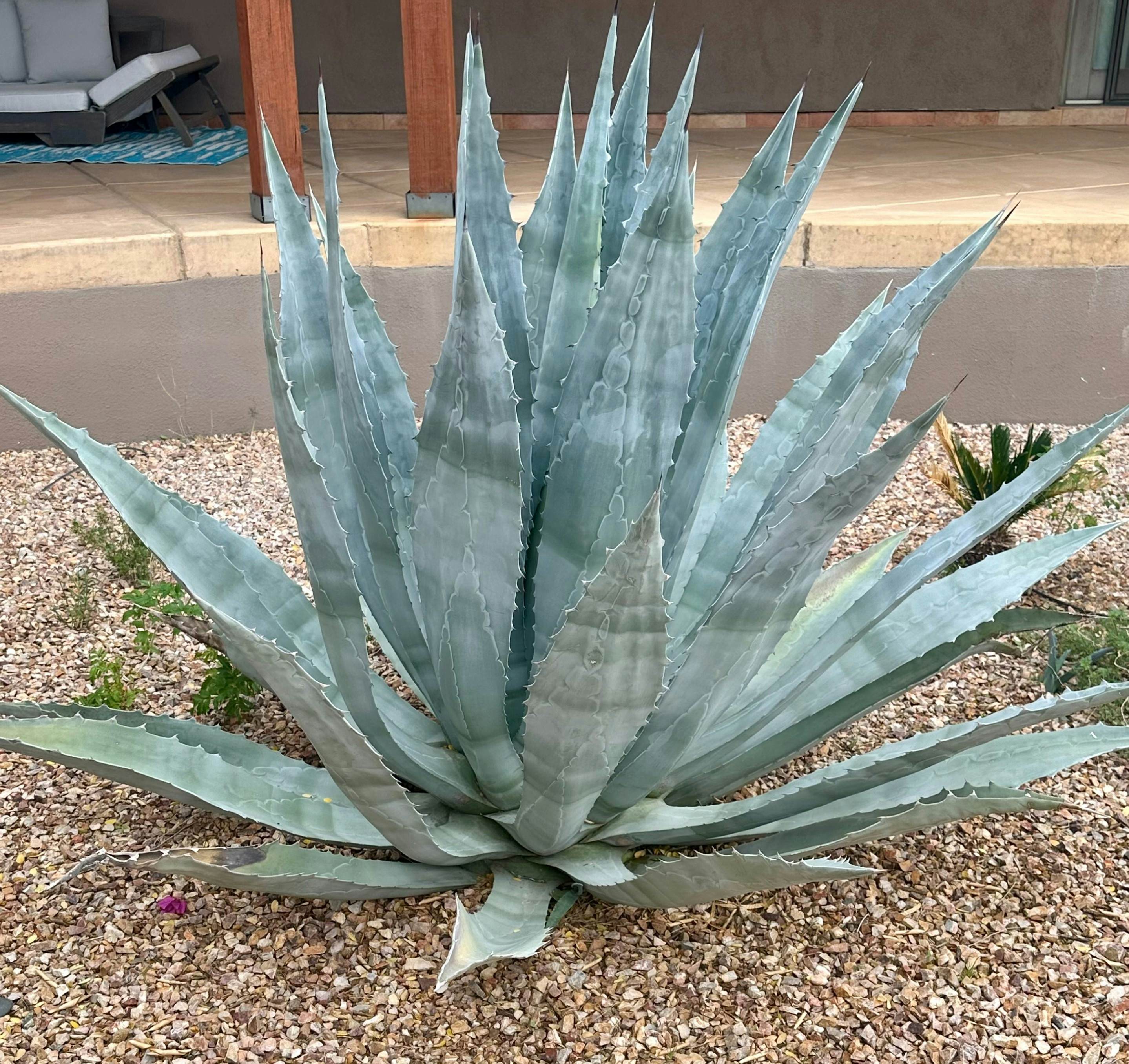 Serenity Oasis Estate