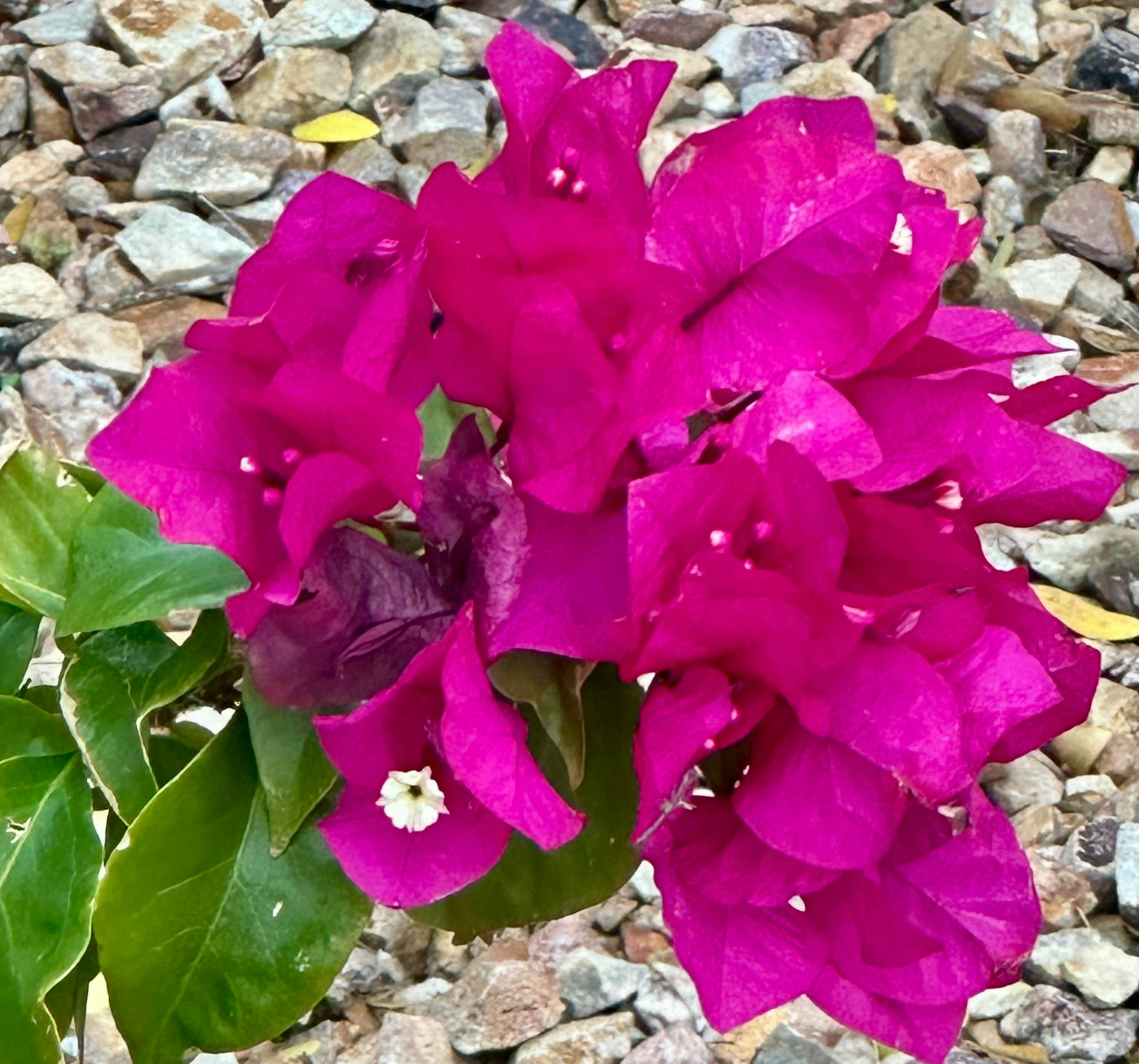 Serenity Oasis Estate