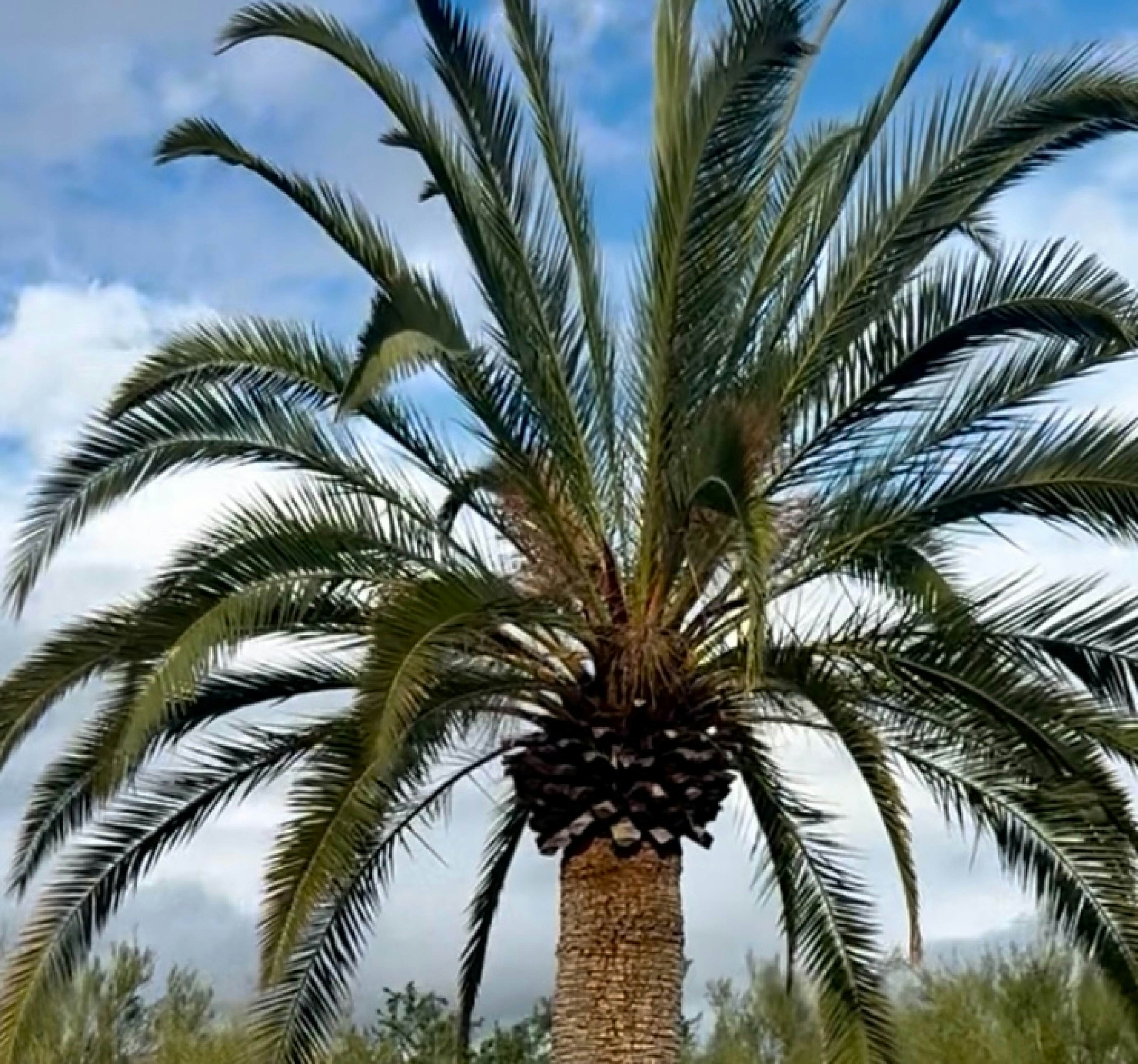 Serenity Oasis Estate