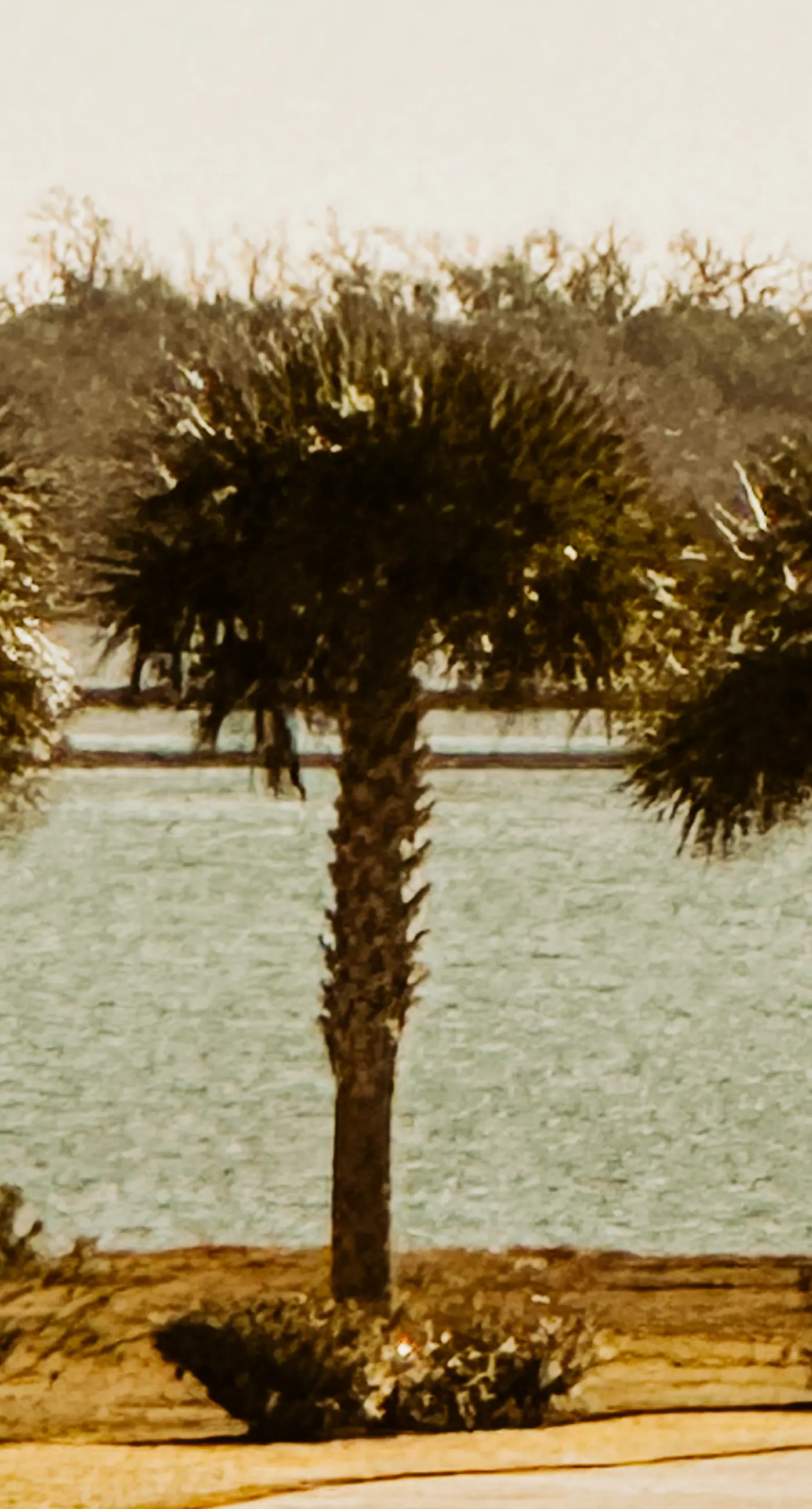 Tortuga Palms