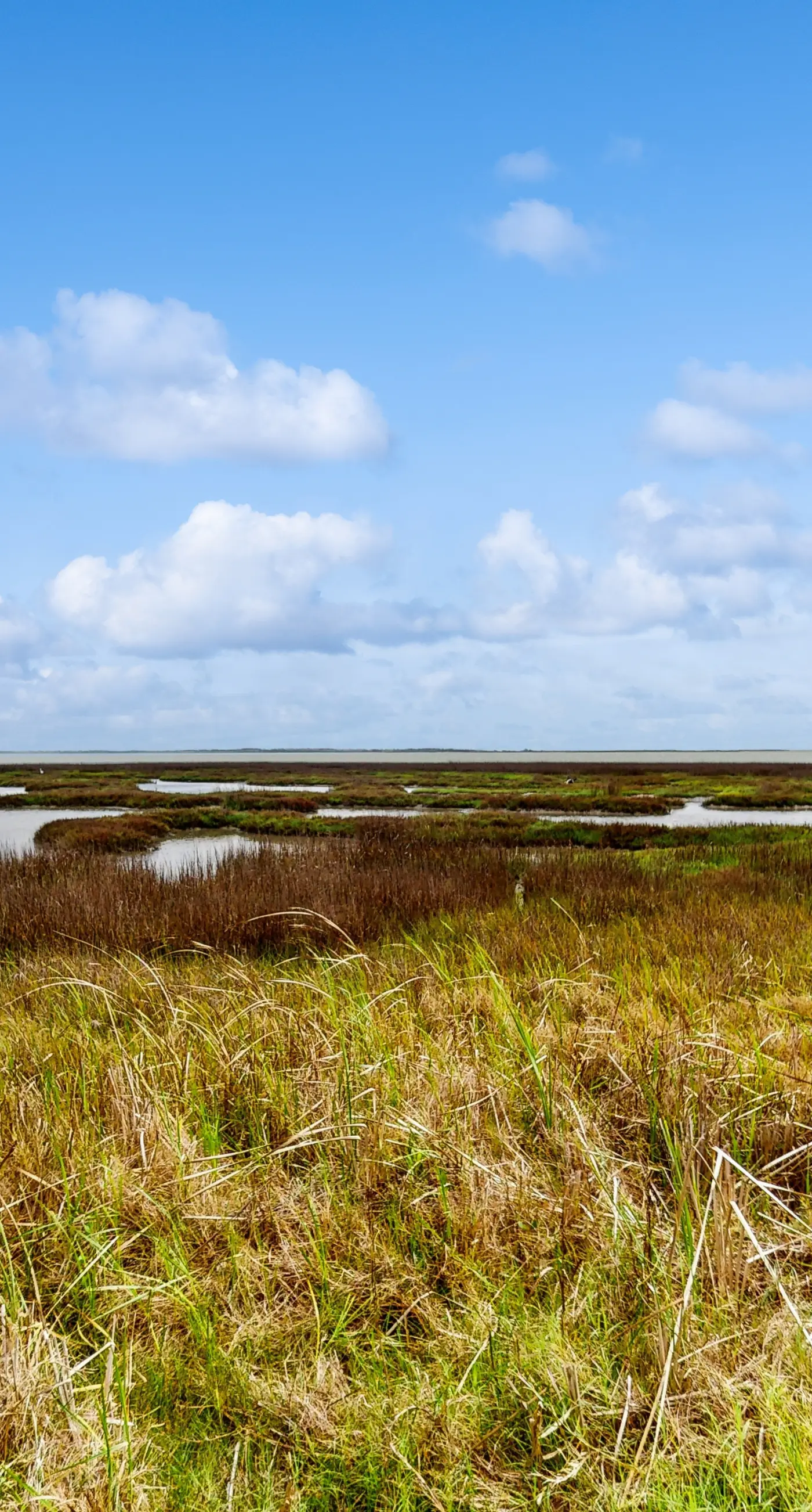 Saltwater Serenity at the Reserve