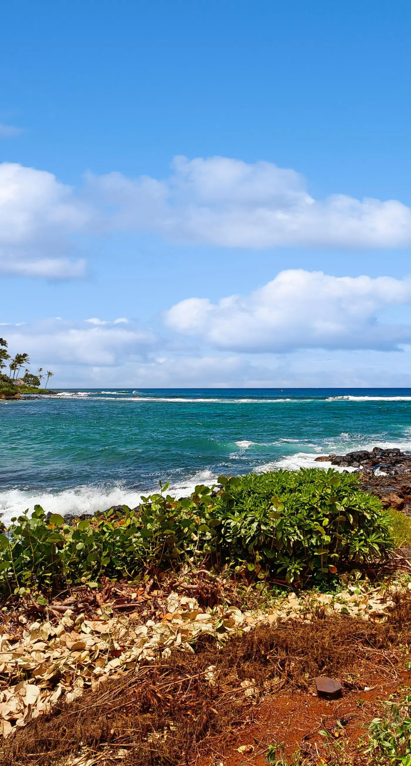 Kuhio Shores 410