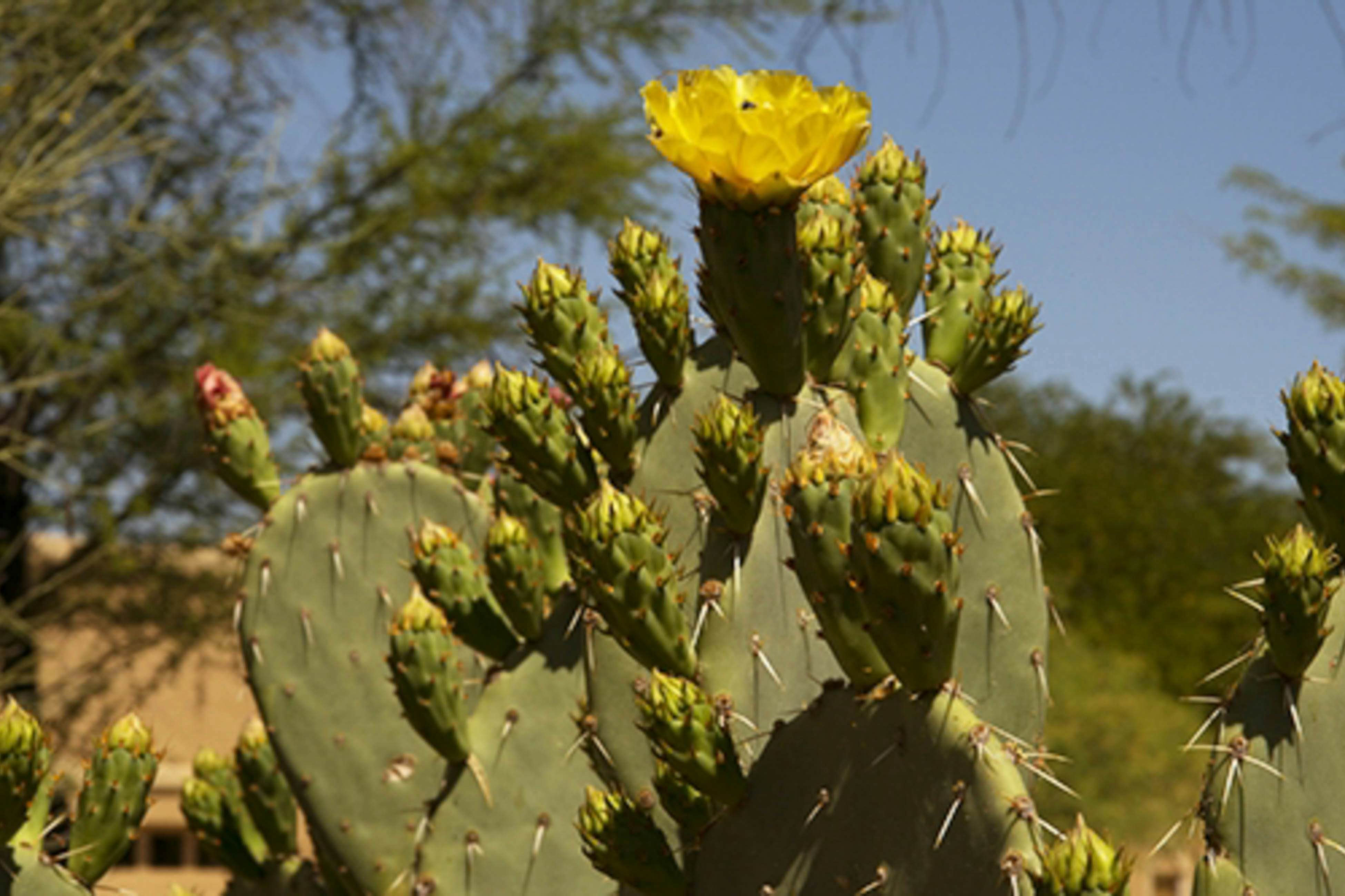 Vistoso Resort Casita #149