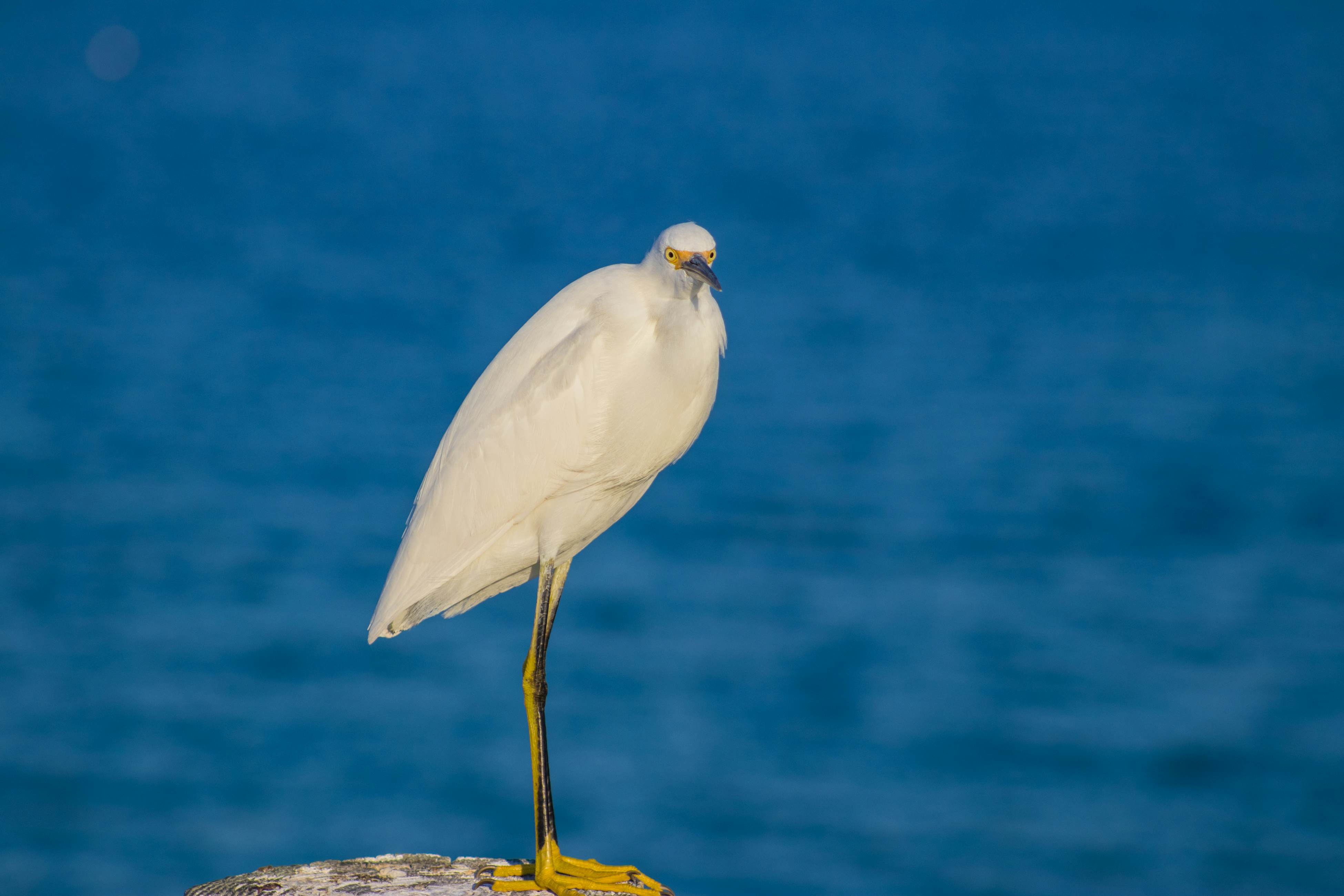 Blue Wave Villa West