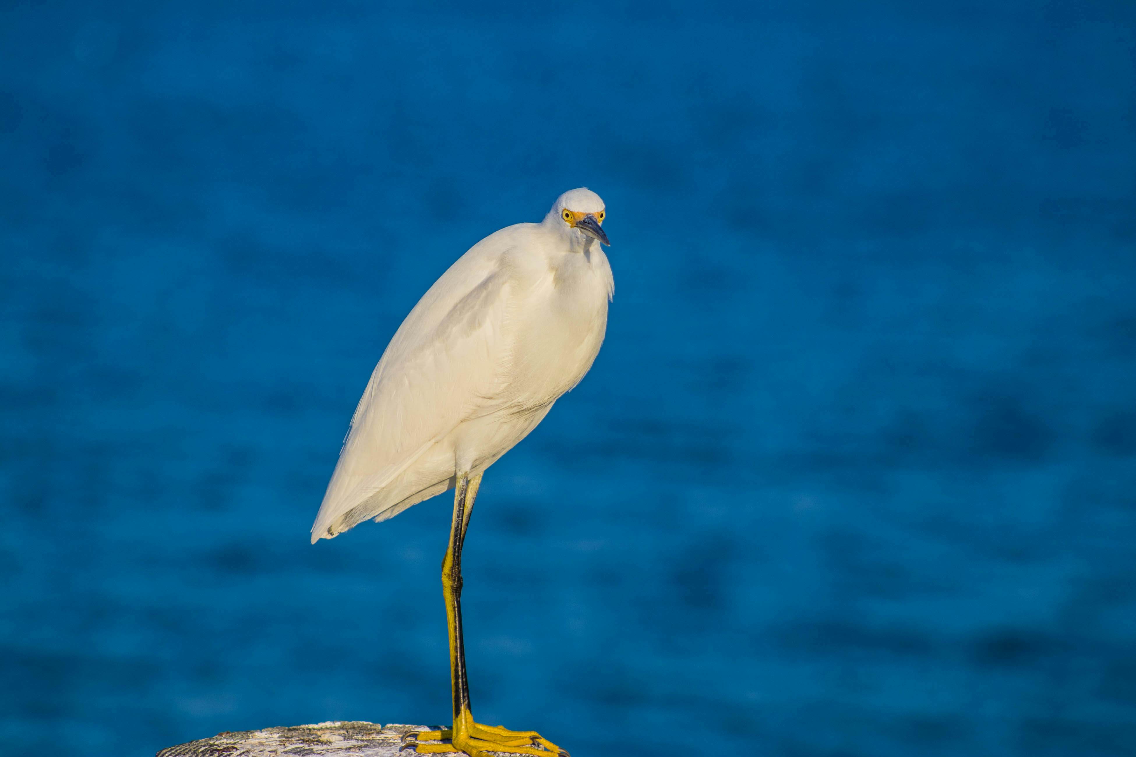 Anna Maria Island Club Unit 17S