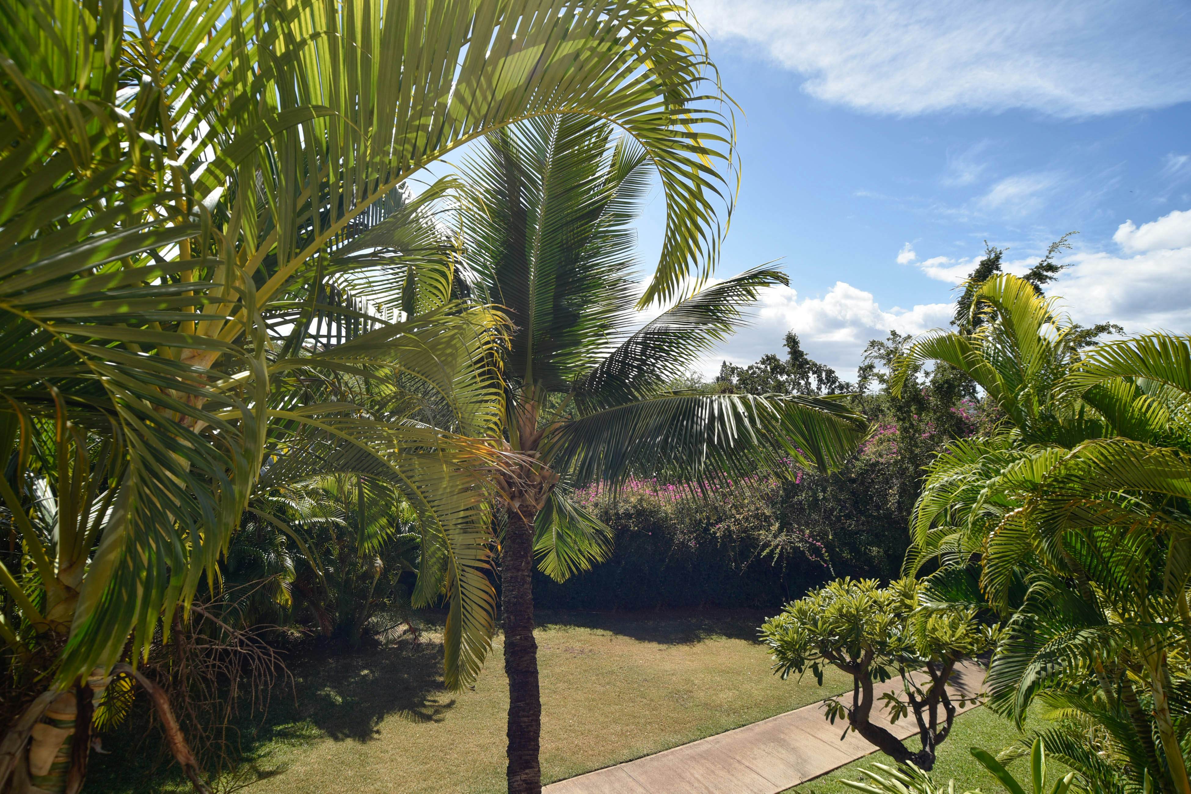 Maui Banyan Q203 [Whole Condo]