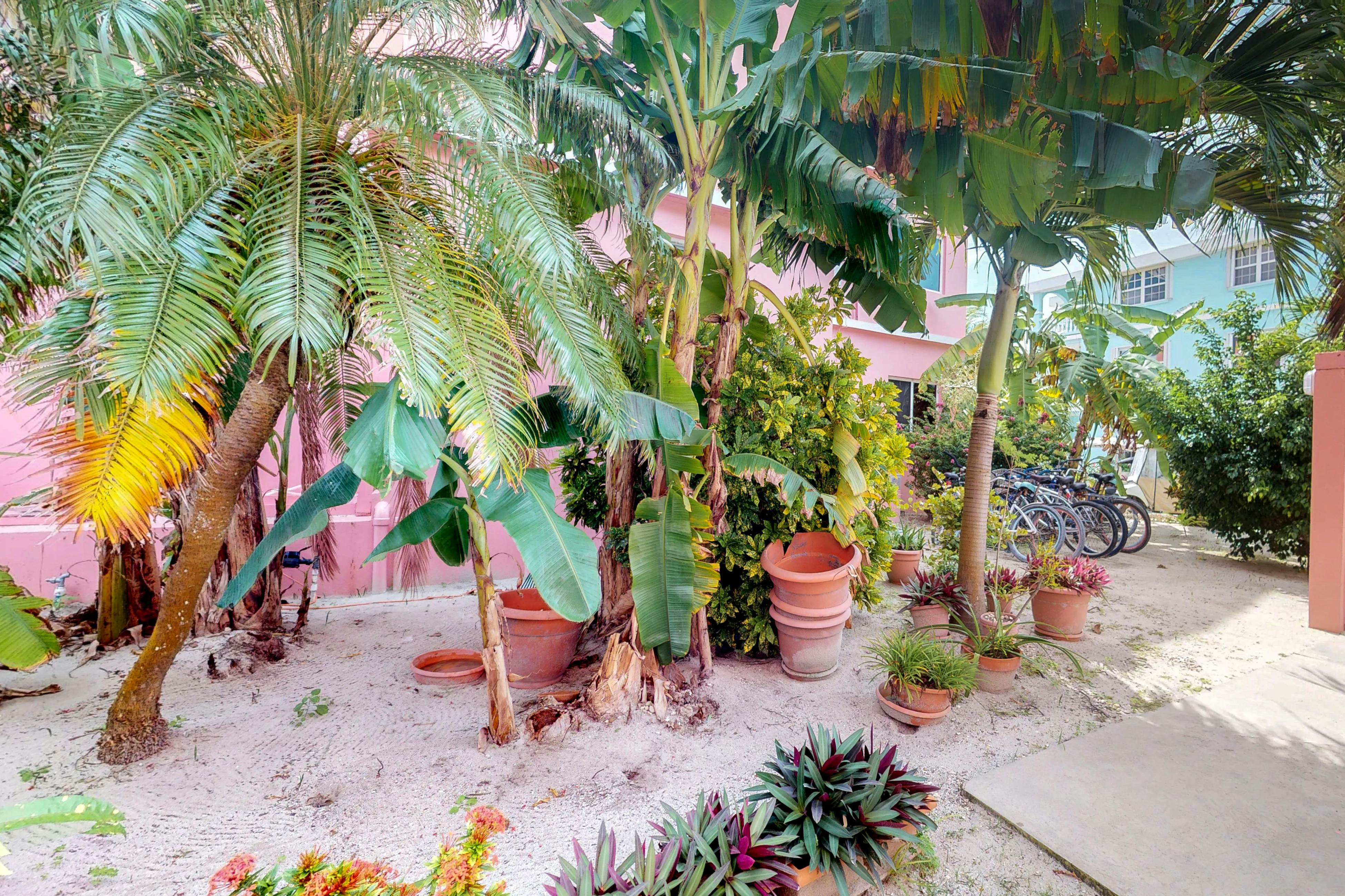 Hibiscus #1 at Caribe Island  -Gold Standard Certified