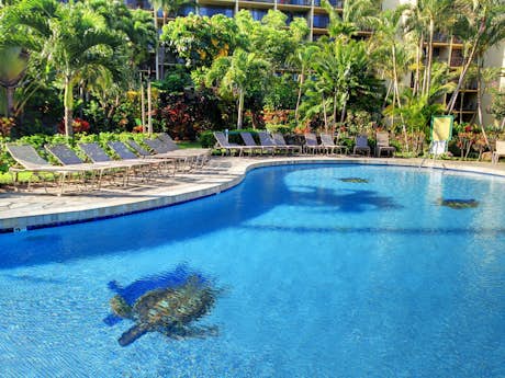 kaanapali shores condo rentals