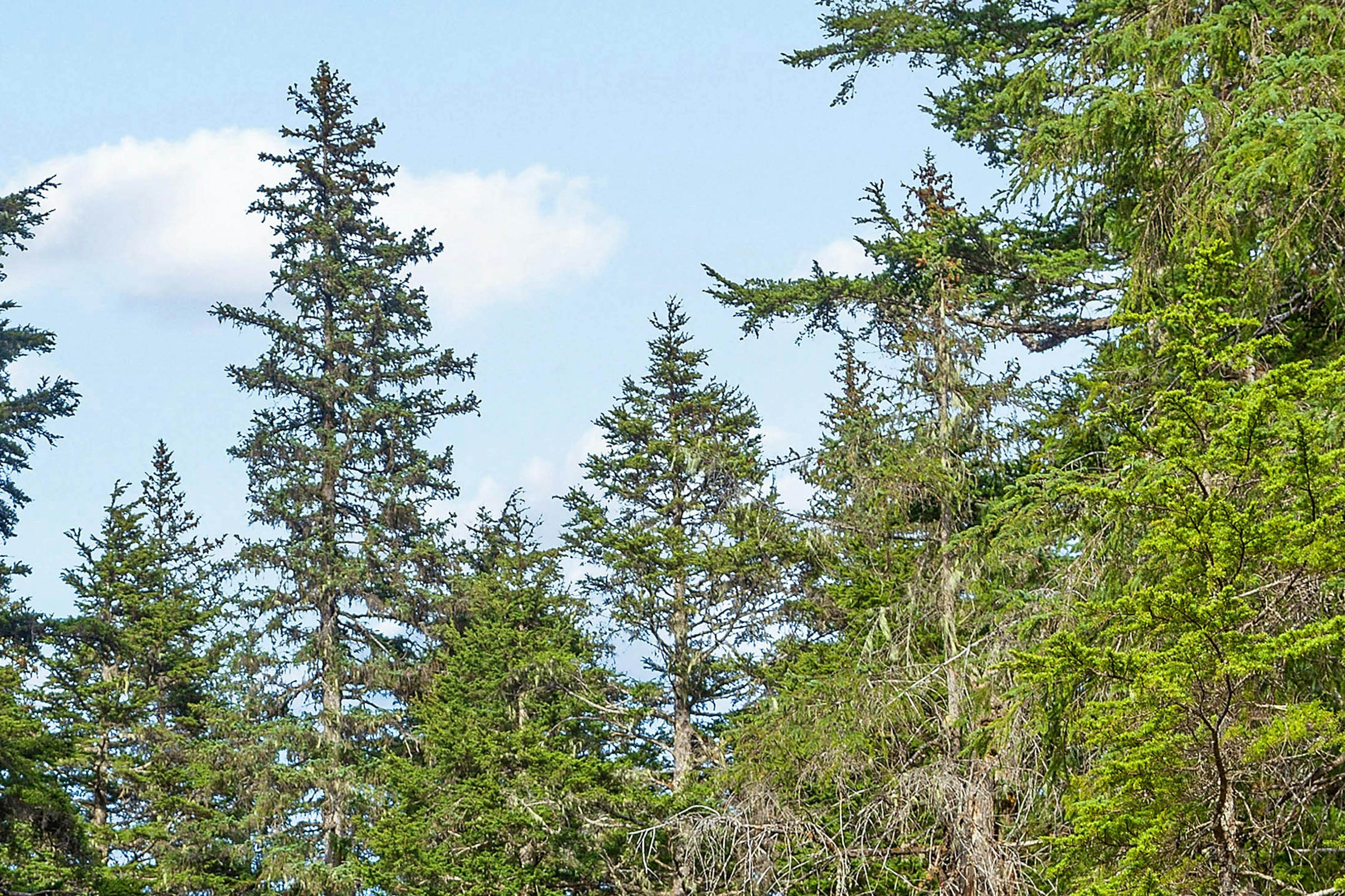 Compton's Forest Chalet 