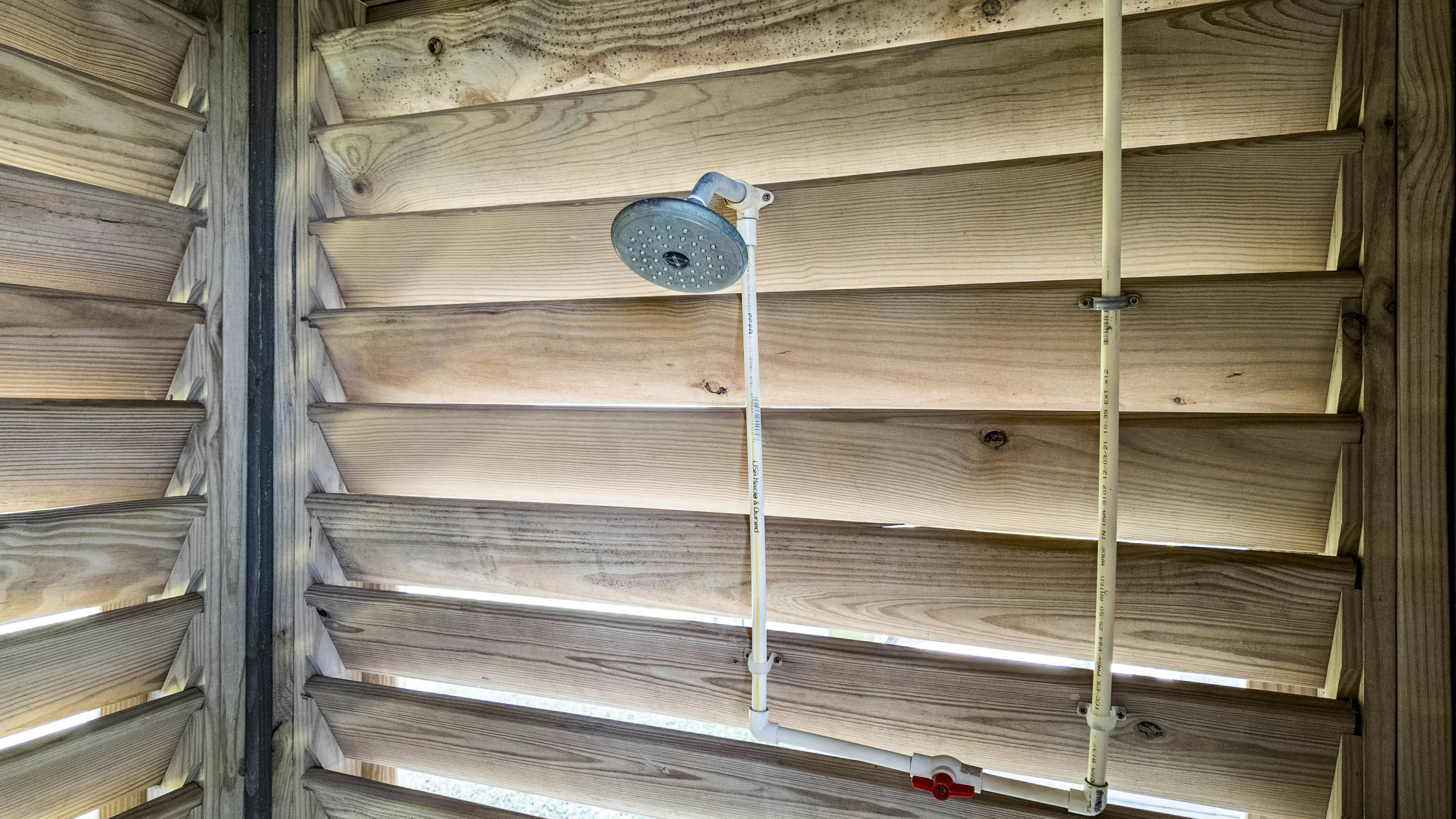 The Magnificent Starfish