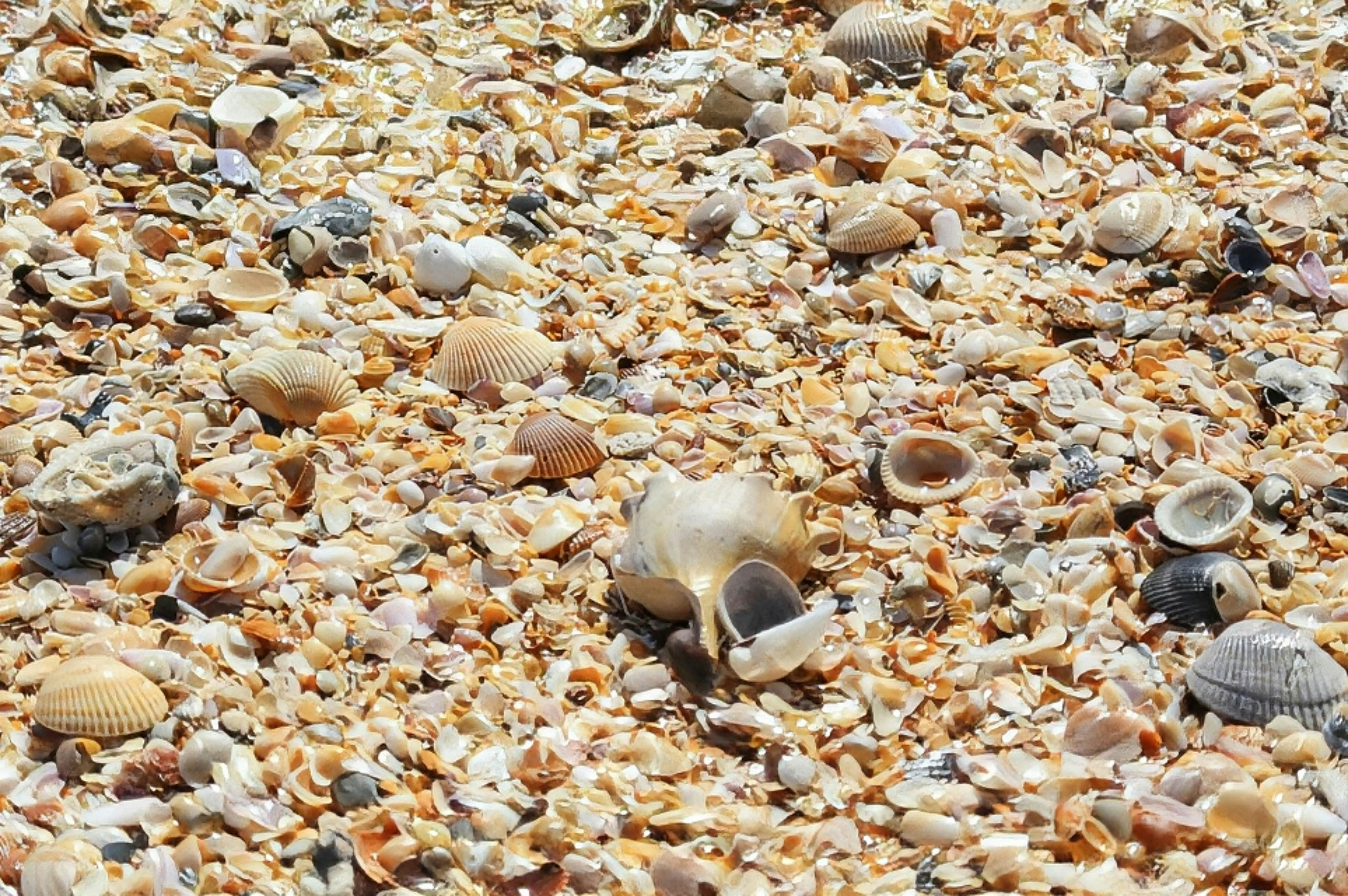 Vilano Beach Dream Full Home, a St Augustine Oasis