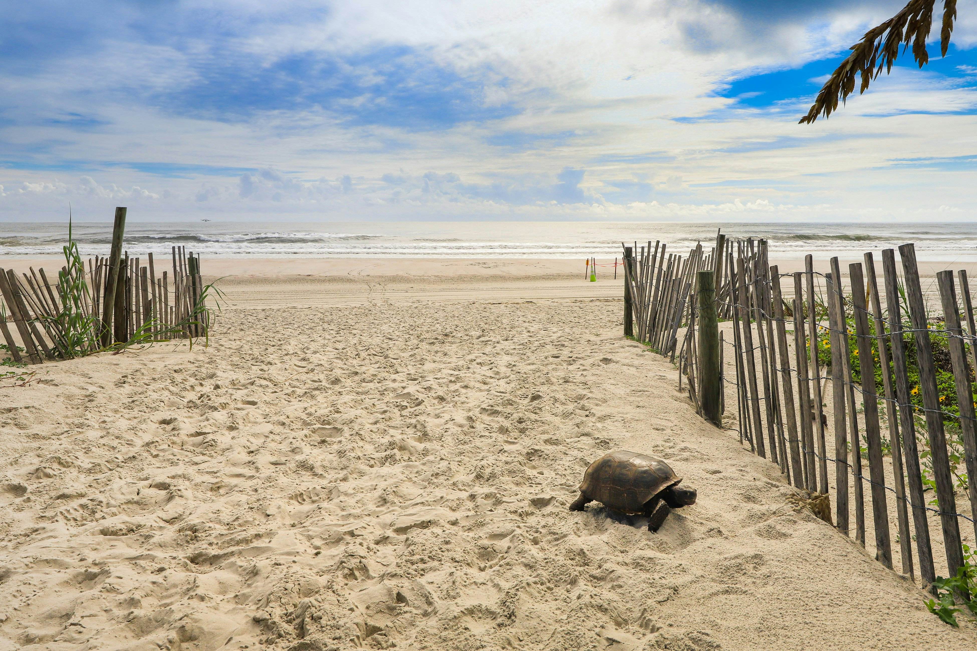 Crescent Sandpiper 116 Island Life