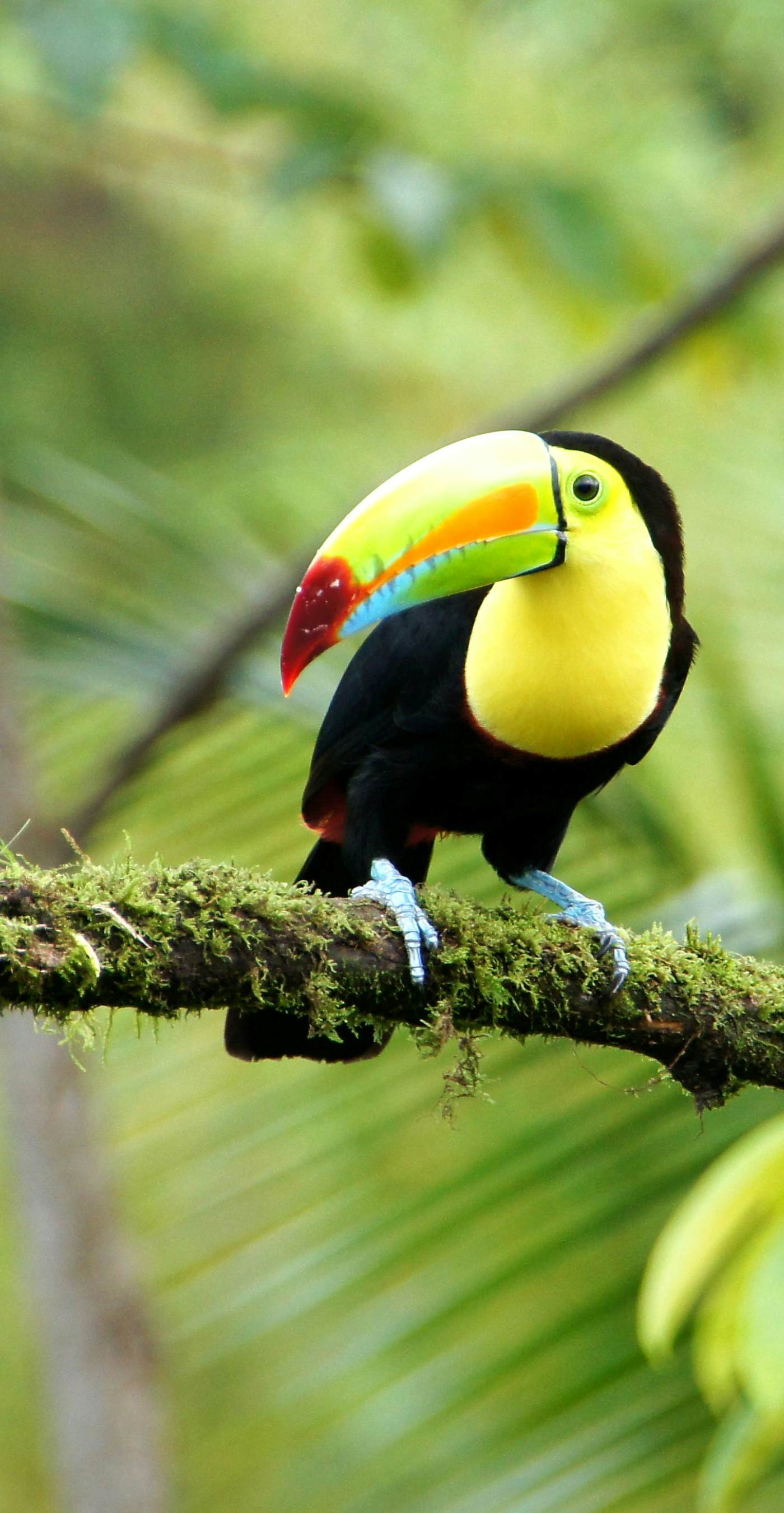 Viva Jaco Viva Jaco (16-05A)