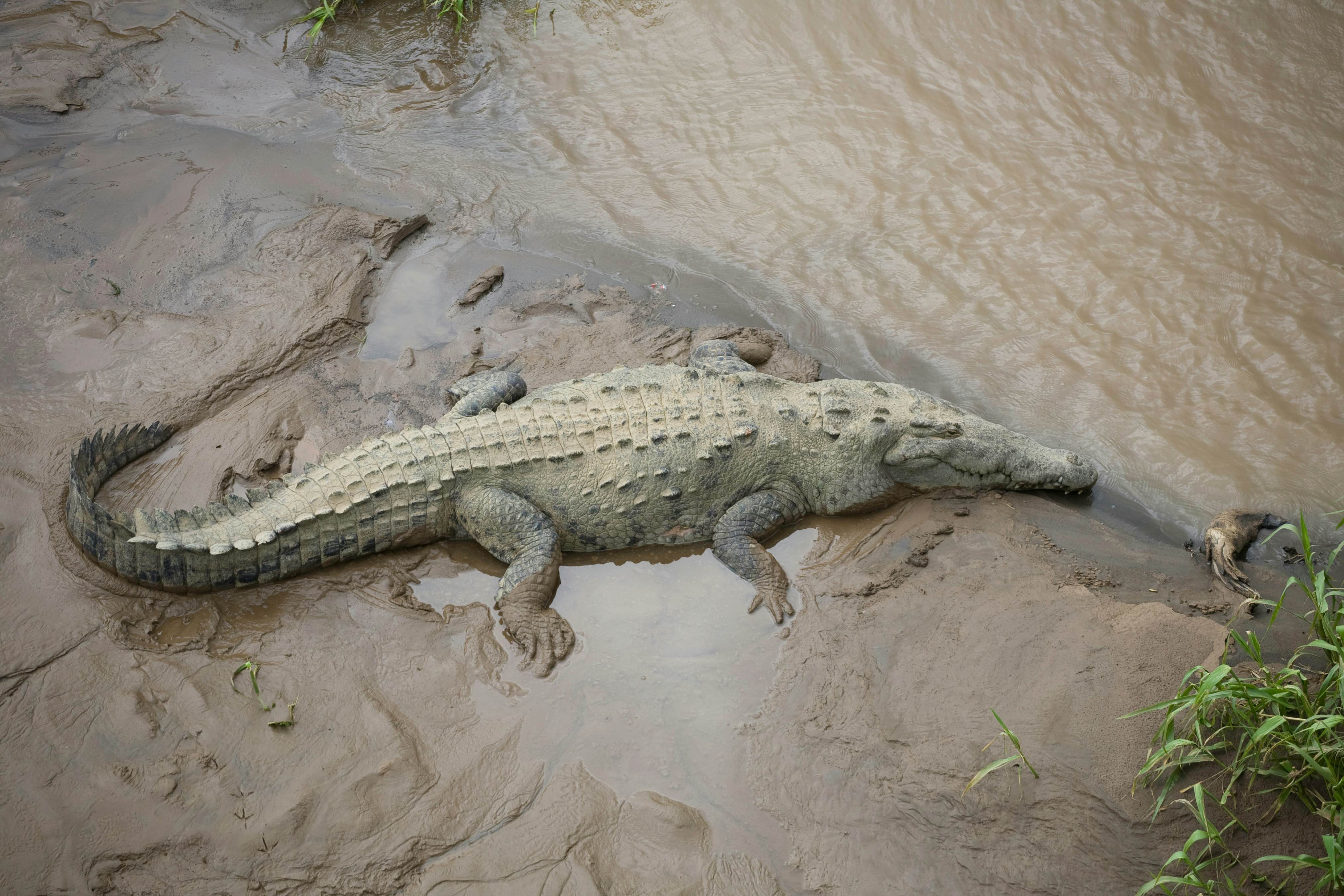 Viva Jaco Viva Jaco Pet-Friendly (02-05A)