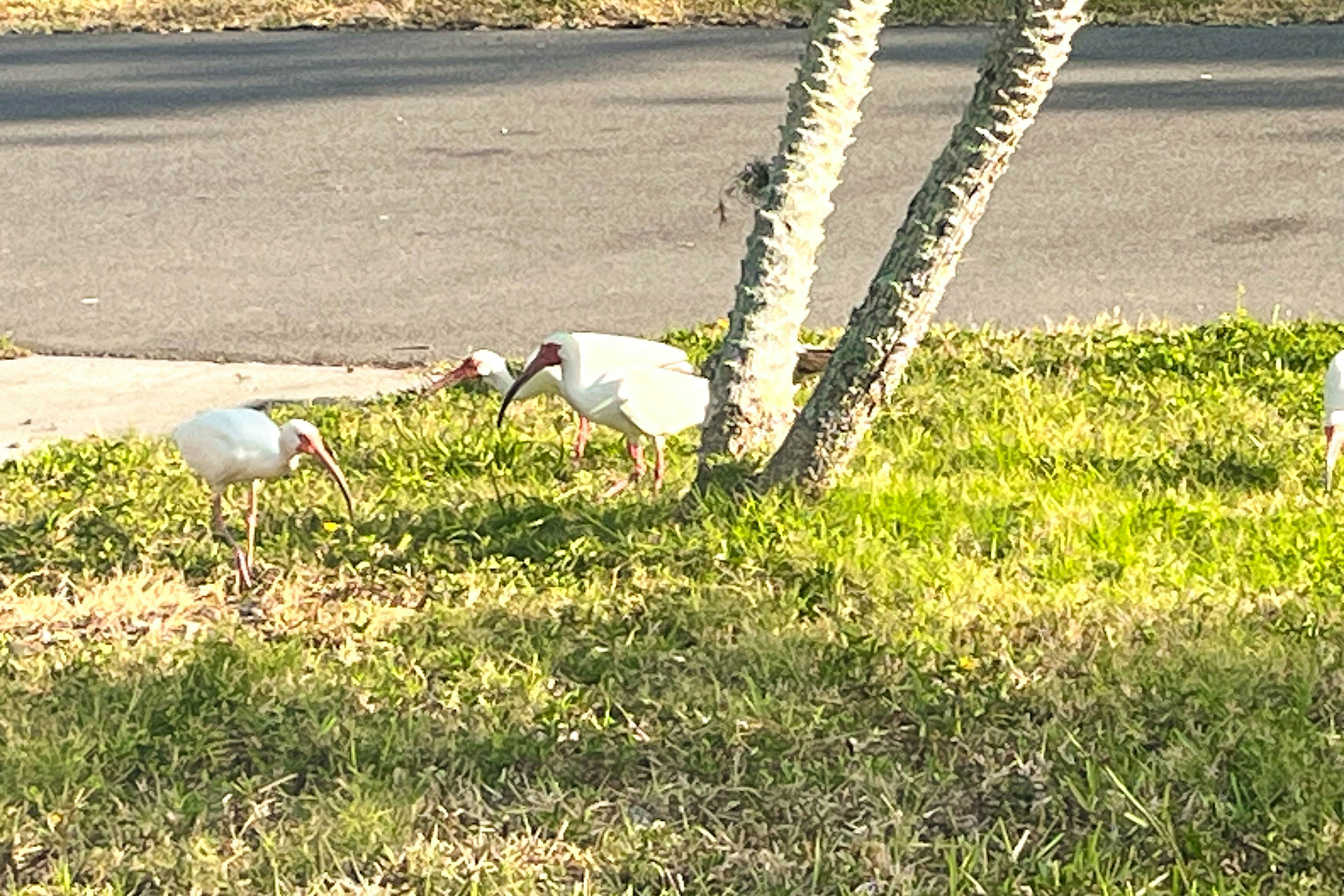 Home near the beach with private pool, enclosed patio, & W/D