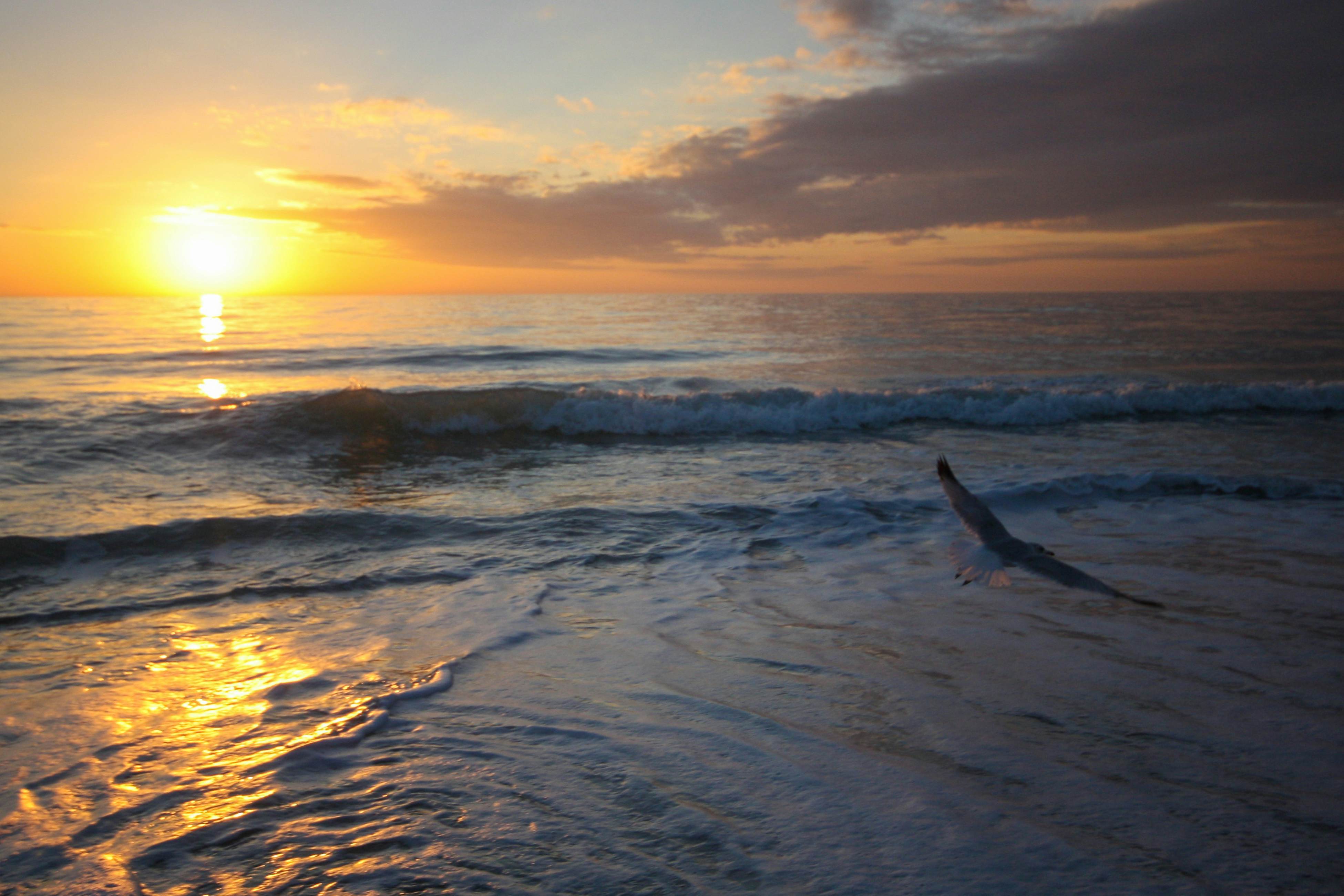 Retro chic beachfront studio mere steps from sand grilling area and shuffleboard