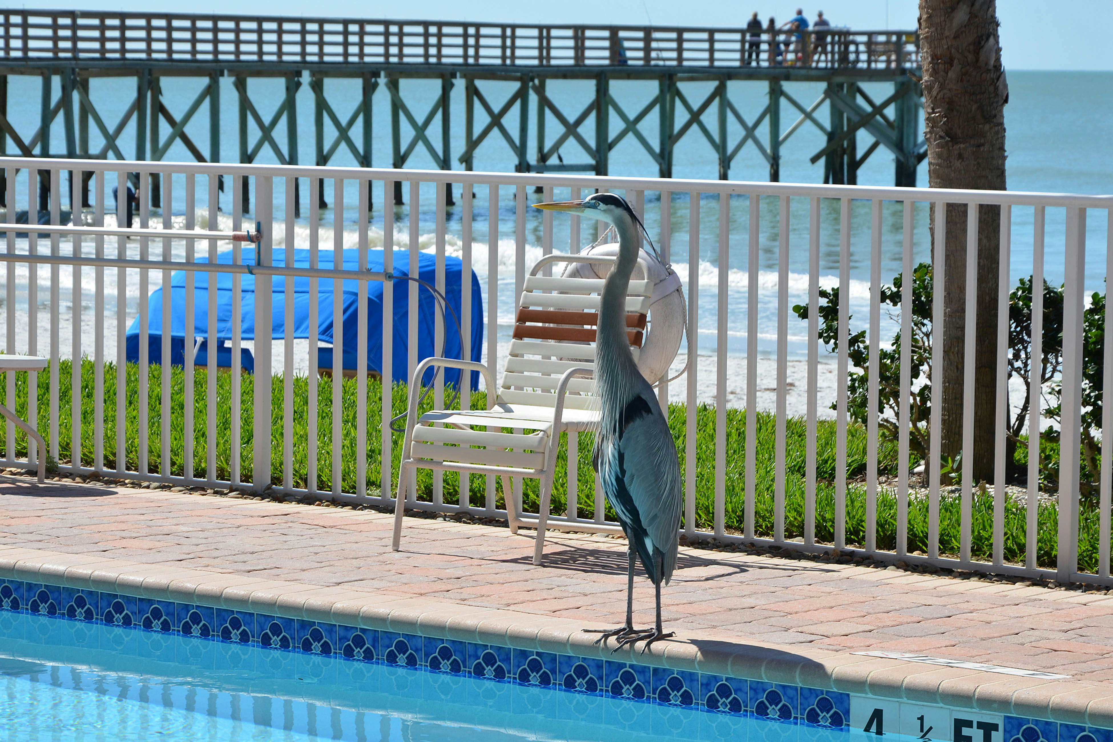 Luxurious waterfront penthouse with stunning Gulf views, hot tub & two pools
