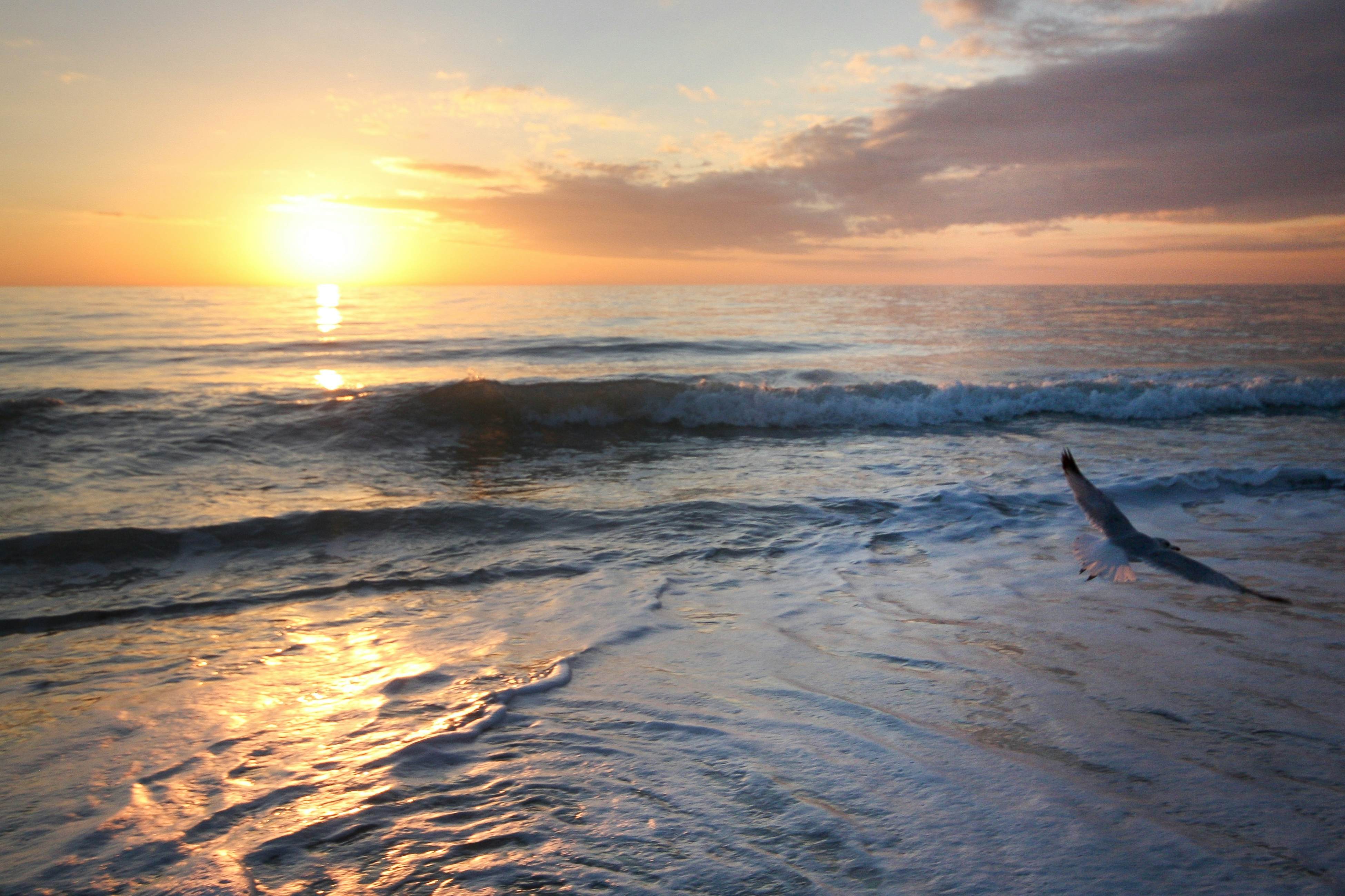 Beachfront studio with grilling area & shuffleboard - steps to sand