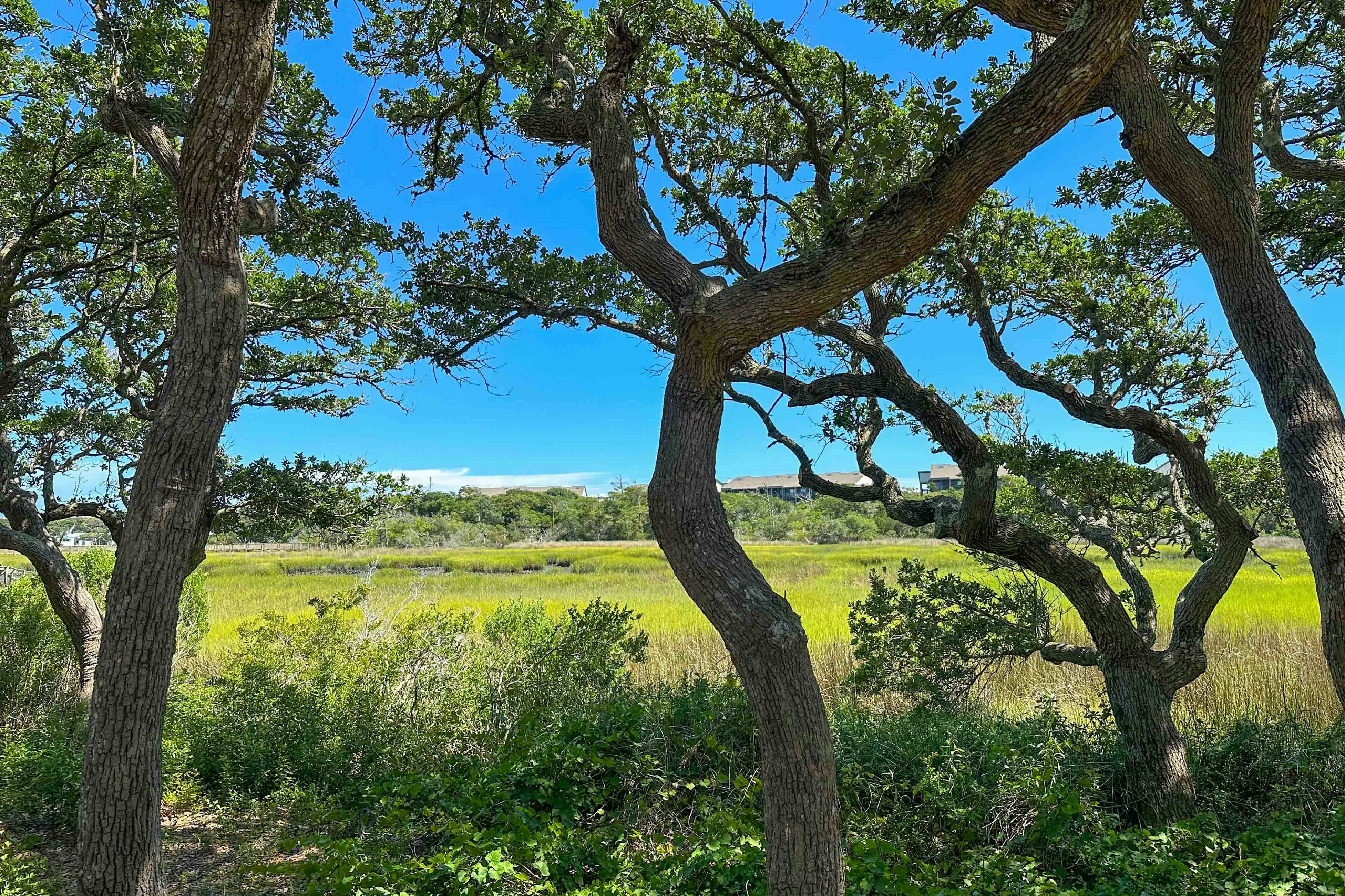 AB162 Hidden in the Oaks