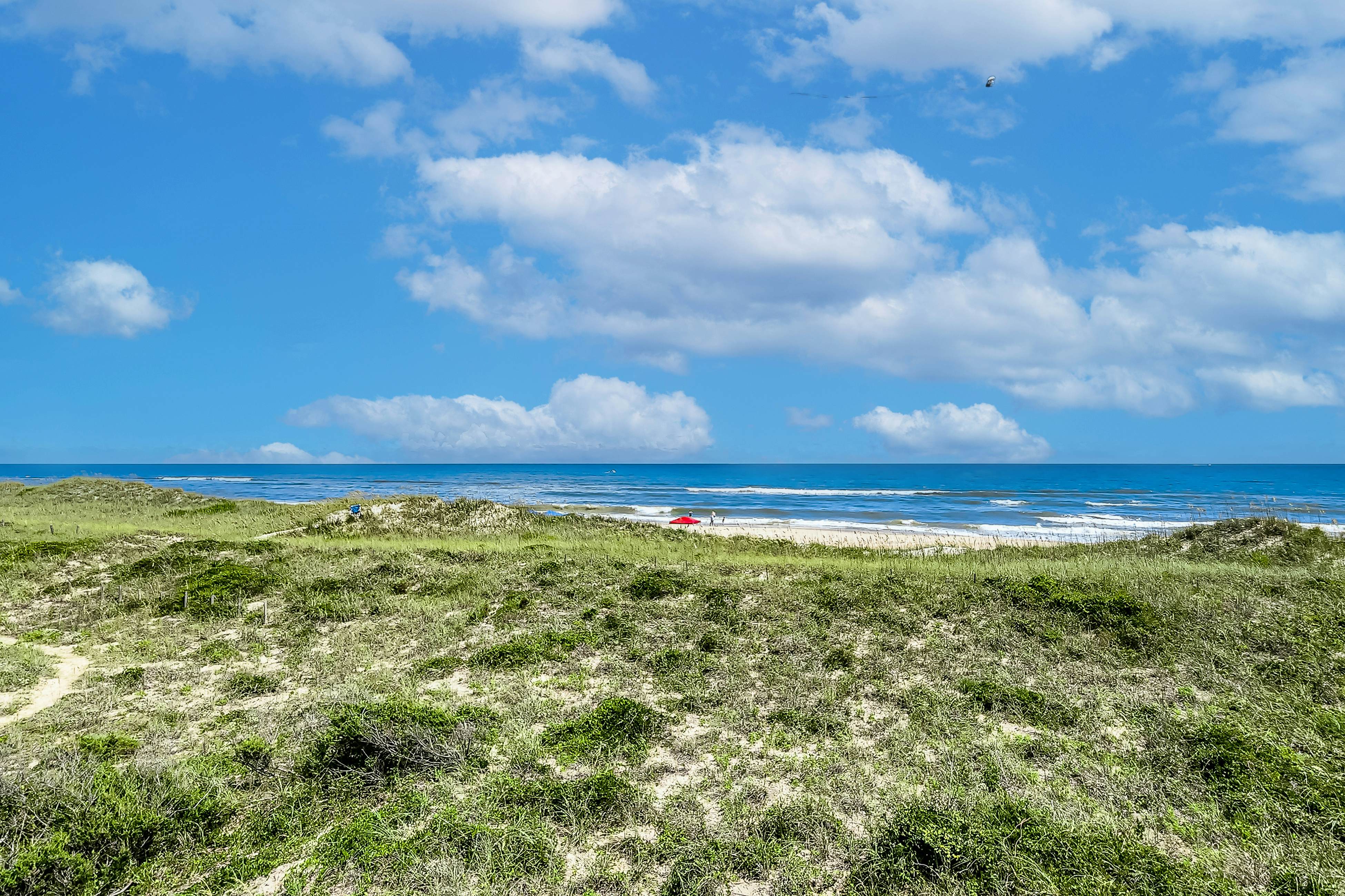 FO224 Dolphin Watch 224