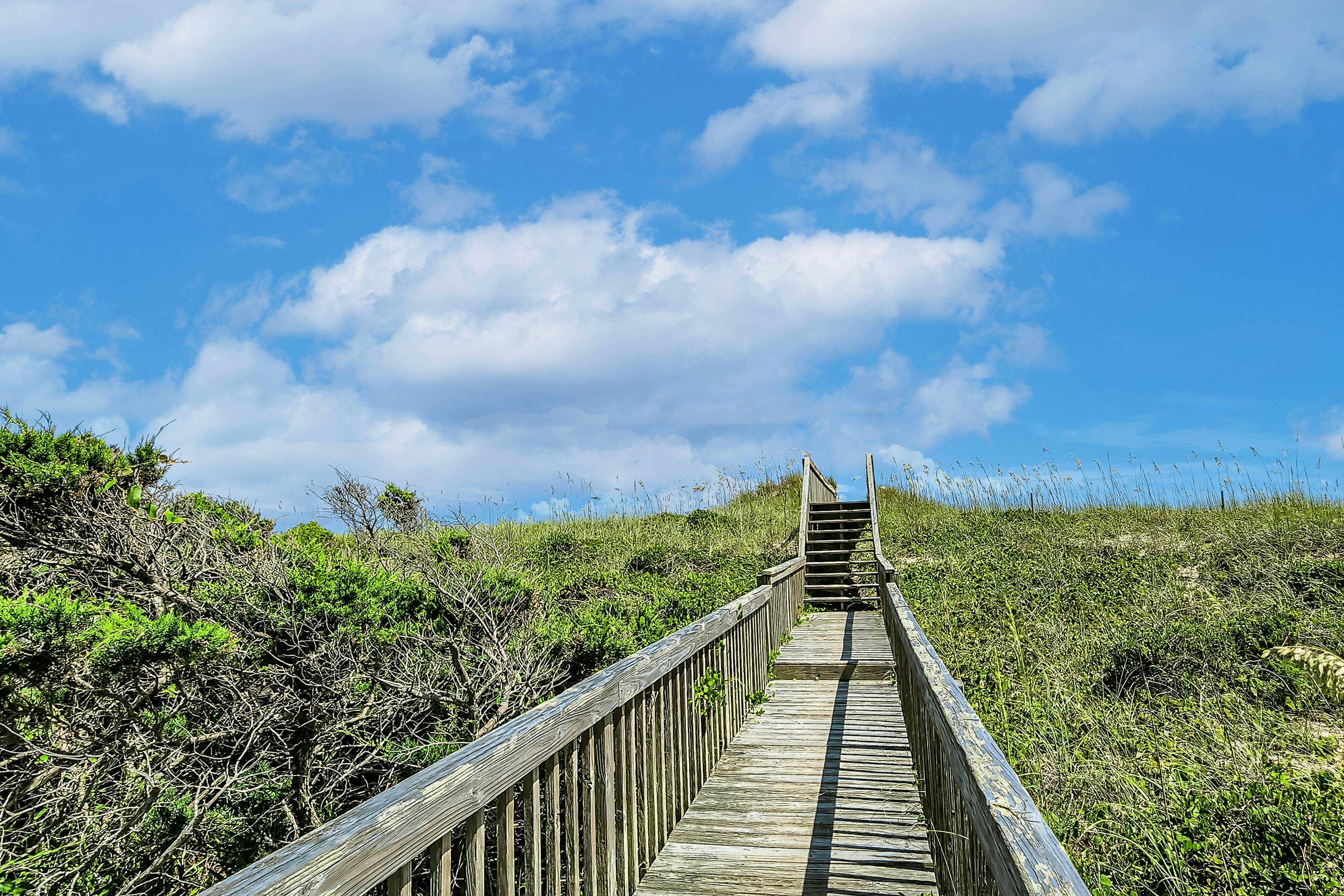 FO224 Dolphin Watch 224