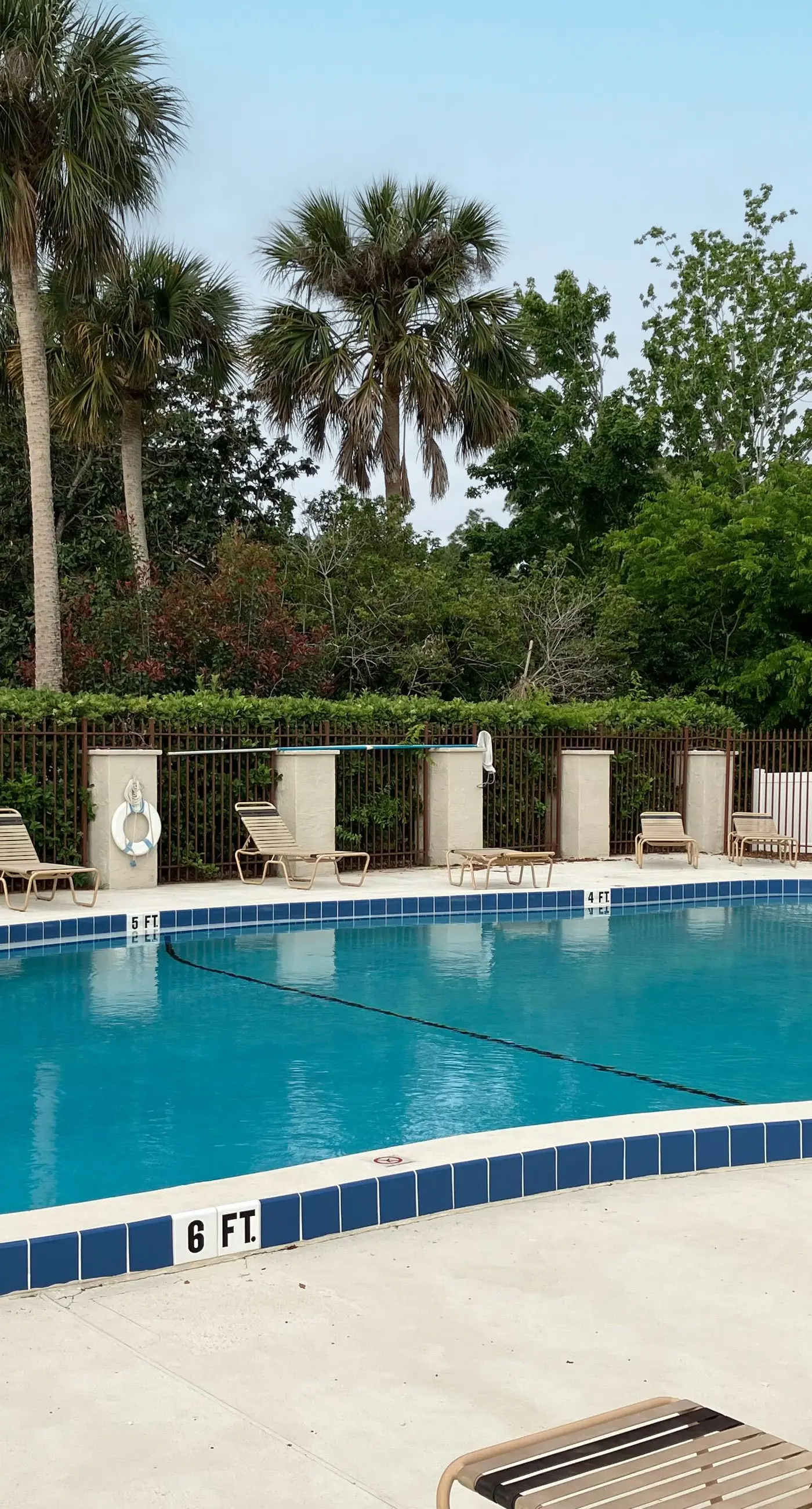 Palm Tree Reverie