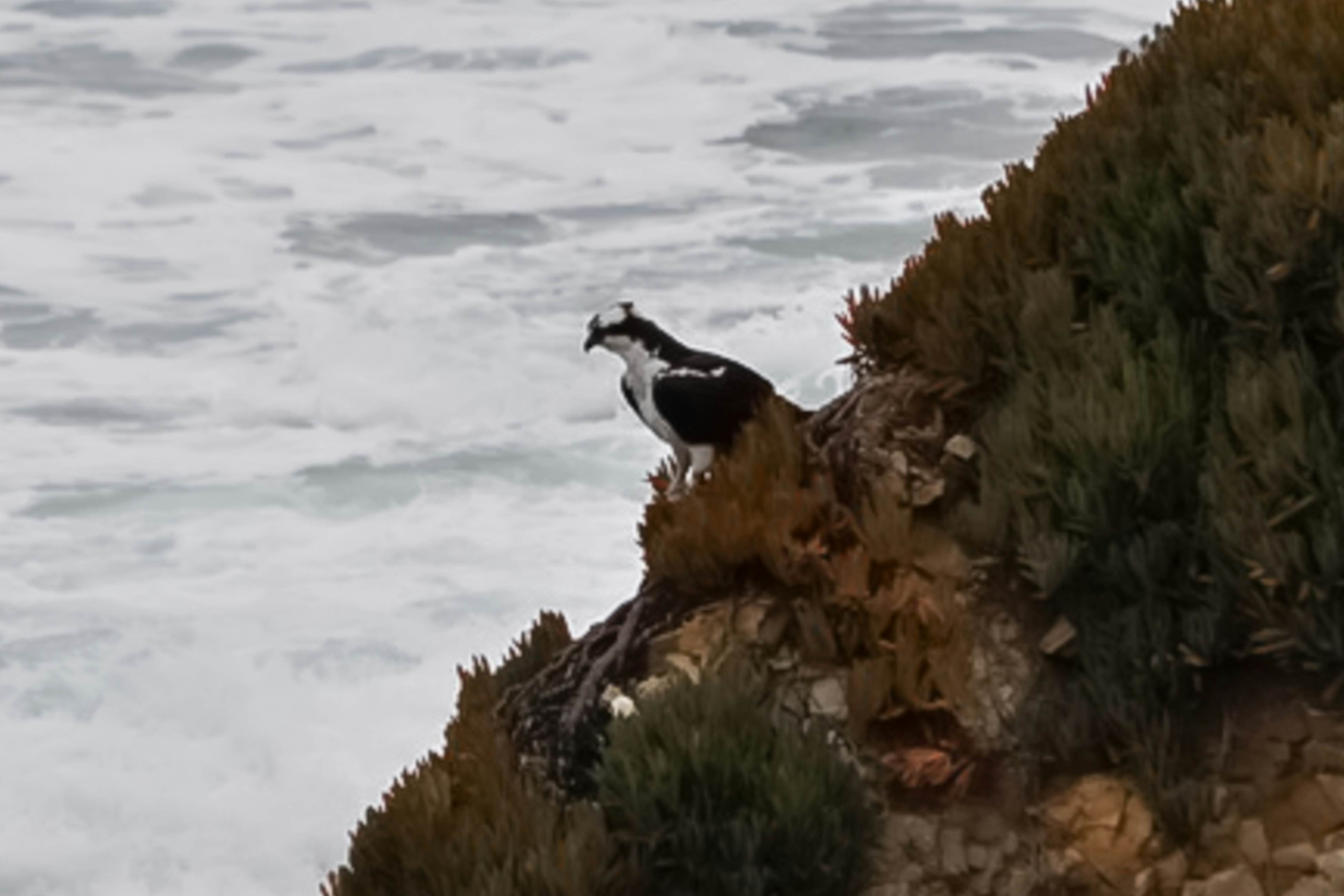 Tideaway: Private Hot Tub and Expansive Ocean View